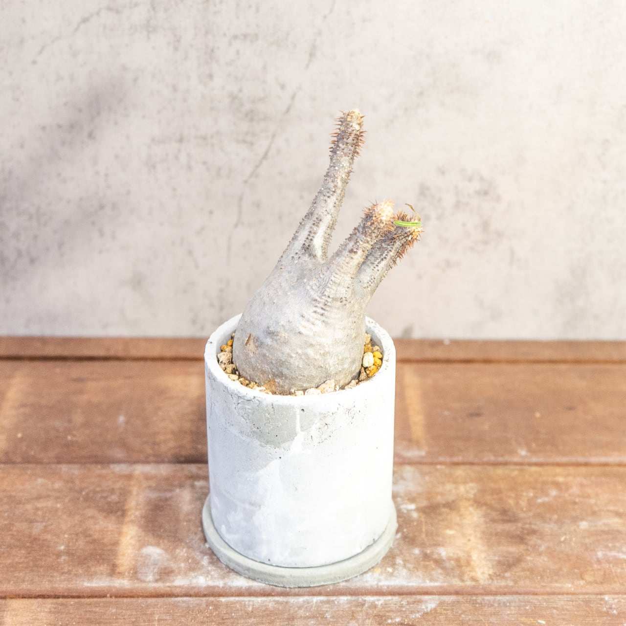 乾きやすい用土で健康に育てるパキポディウム・グラキリス。胴回り20cmのミニサイズを、質感豊かな手作りモルタル鉢と共に|虫発生抑制