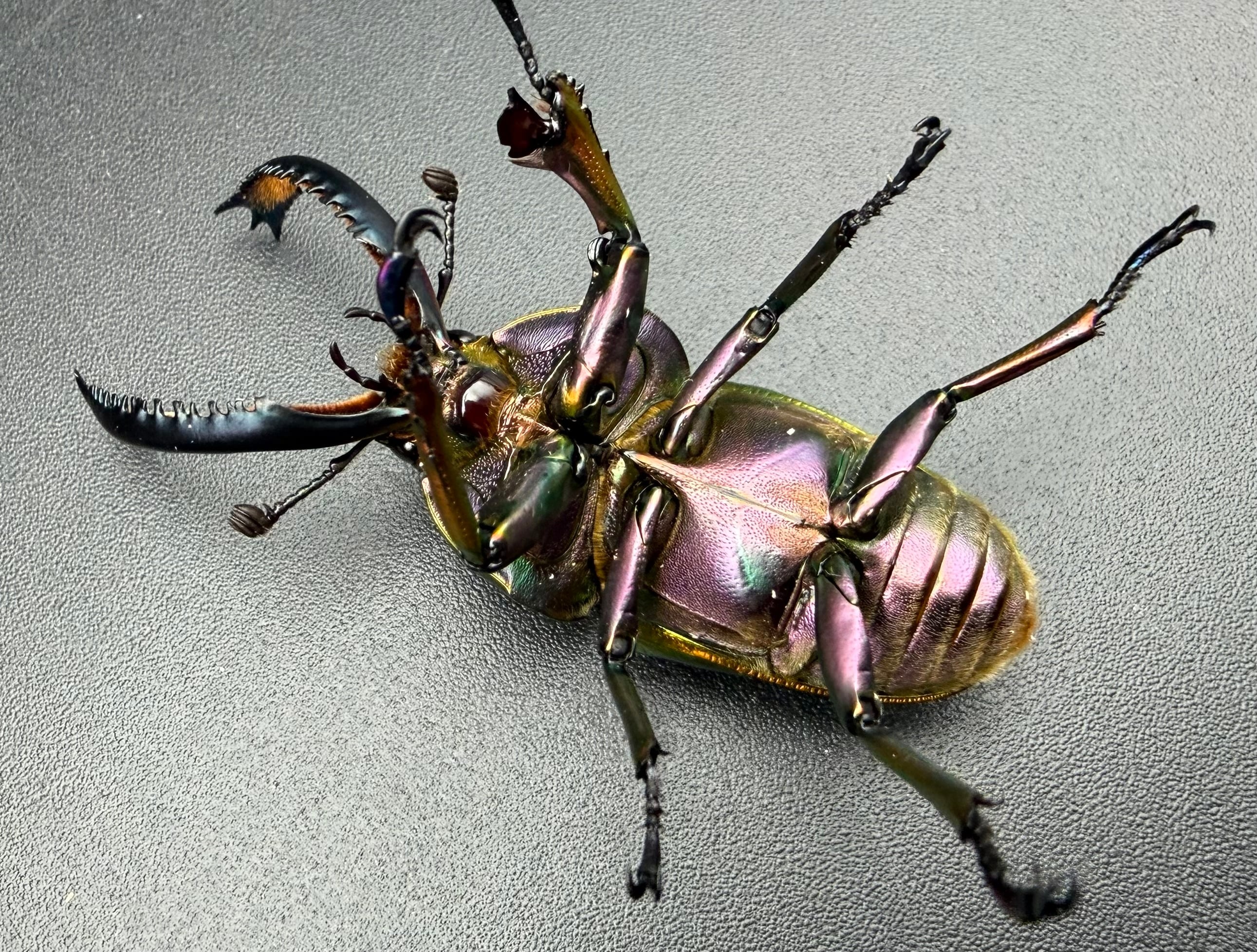 WD】《パプアキンイロクワガタ 49.5mm ペア》 | KPW公式オンラインショップ