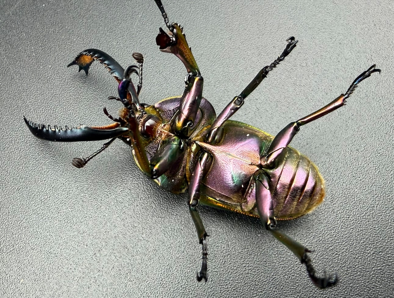 【WD】《パプアキンイロクワガタ 49.5mm ペア》