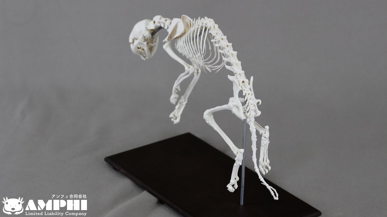 猫全身骨格模型 解剖学標本 W47×L23×H32cm　ペットケアにも！獣医推薦 猫全身骨格模型 解剖学標本 W47×L23×H32cm ペットケアにも！獣医推薦