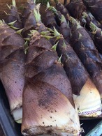 【予約販売】 朝掘り たけのこ ５本セット 千葉県産（ぬか付き）　※予約期間延長：4月25日まで