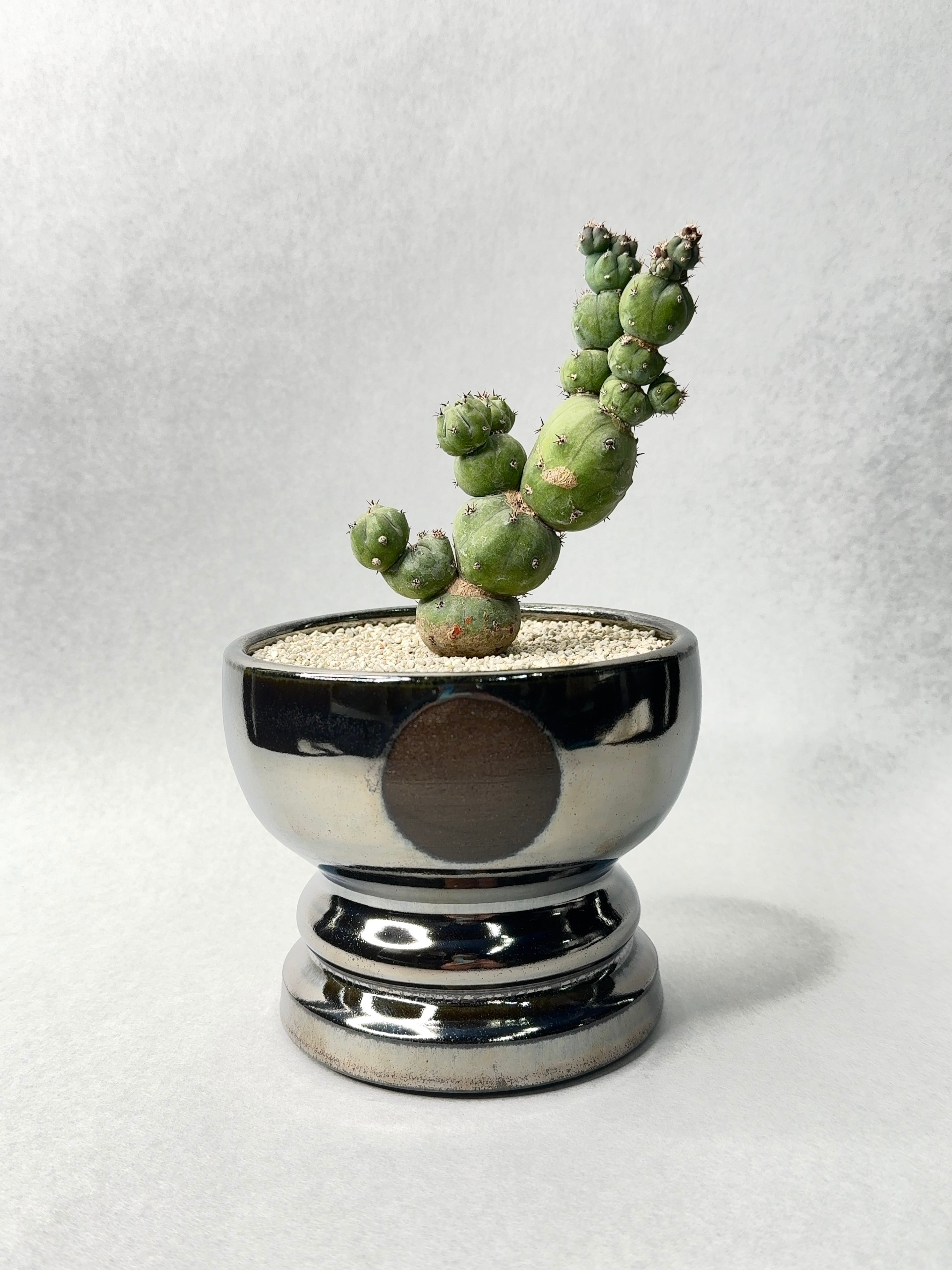 アズテキウム・紅籠 | trigger