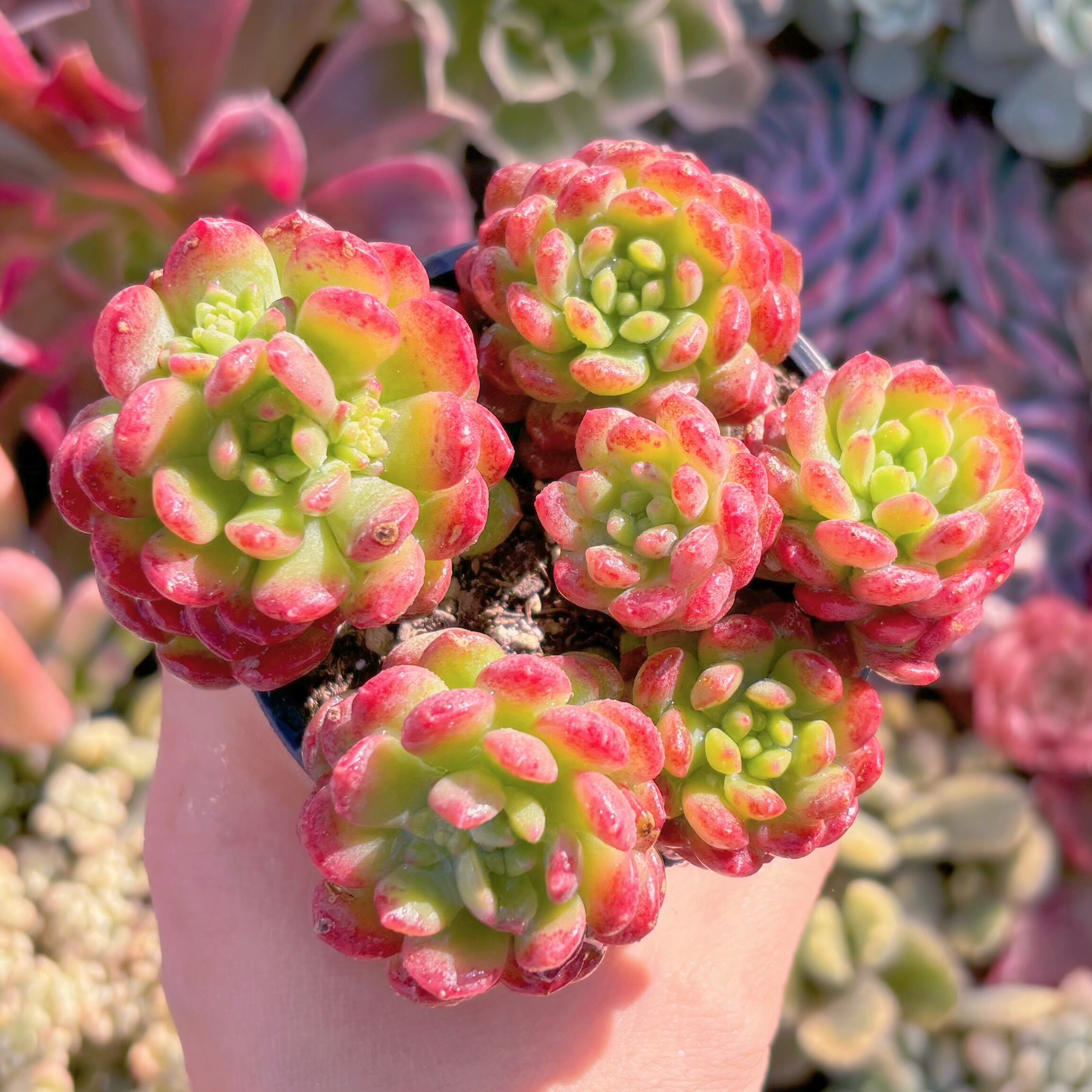 現品　コルネット#262　るる農園