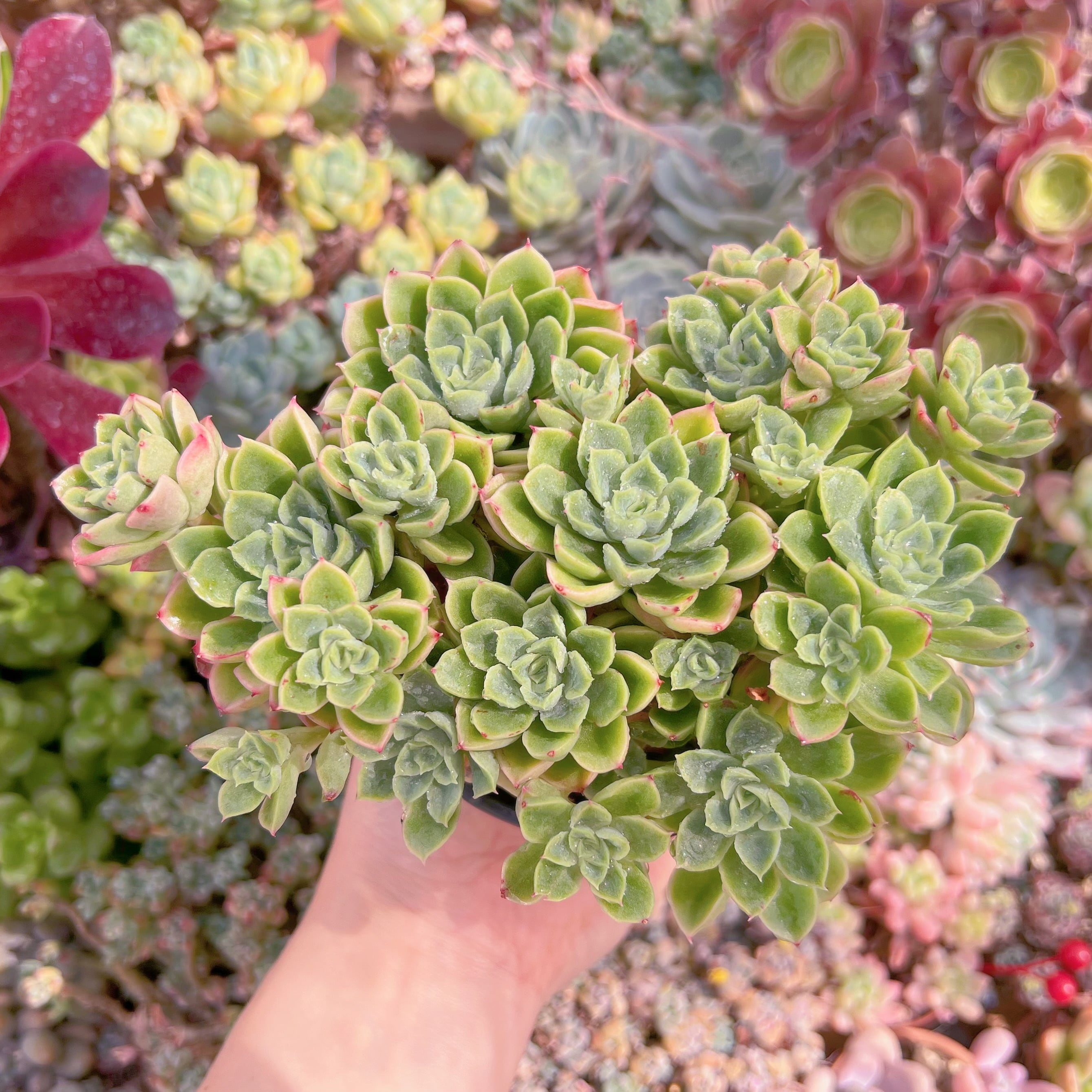 現品　ハワイの踊り子#727　特大群生　るる農園