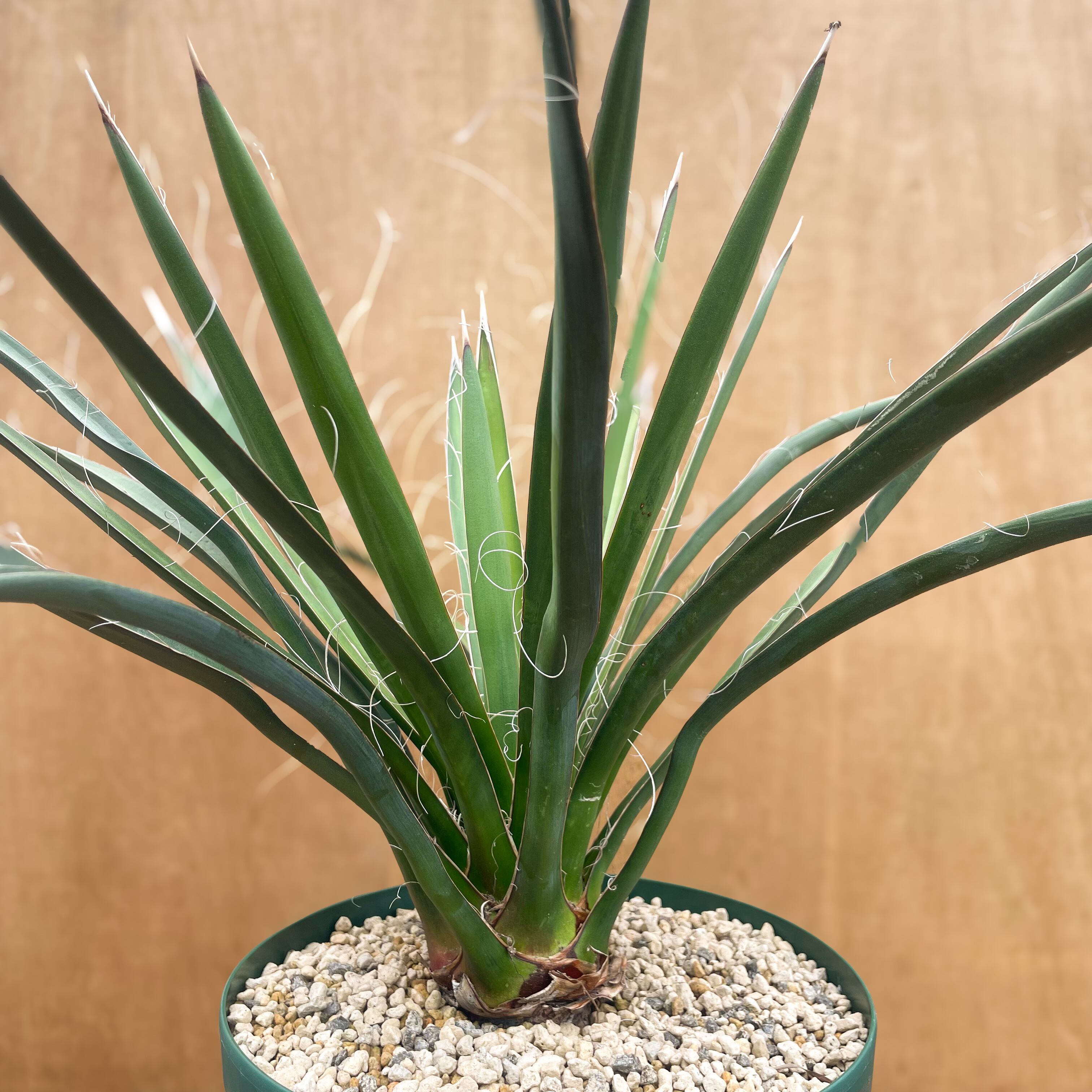 Yucca baccata【ユッカ・バッカタ・実生】 | RIMO'S GREEN 【Saboten