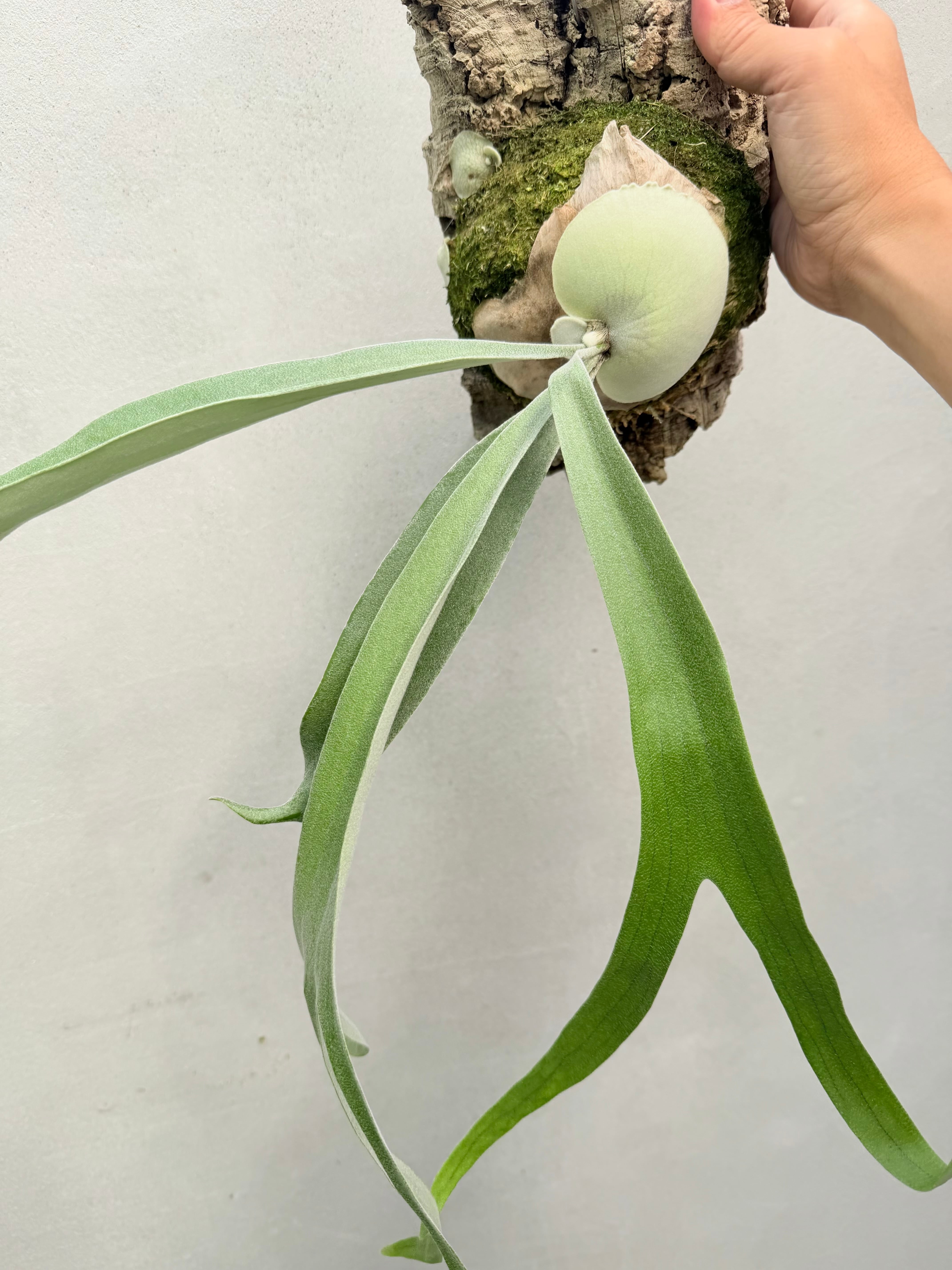 P. 'Hanuman' ビカクシダ ハヌマン | vandaka plants