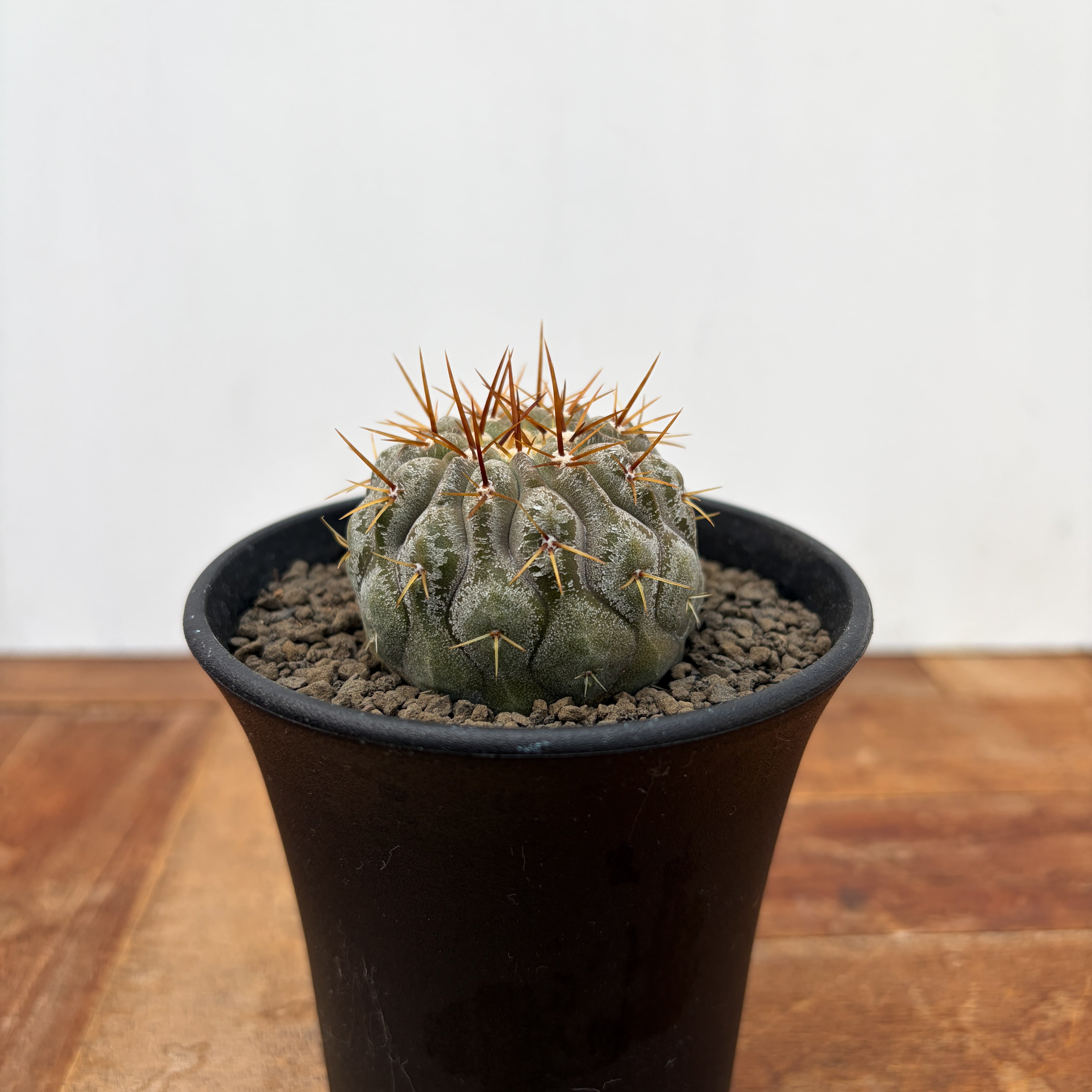 Copiapoa | RIMO'S GREEN 【Saboten & Succulent】