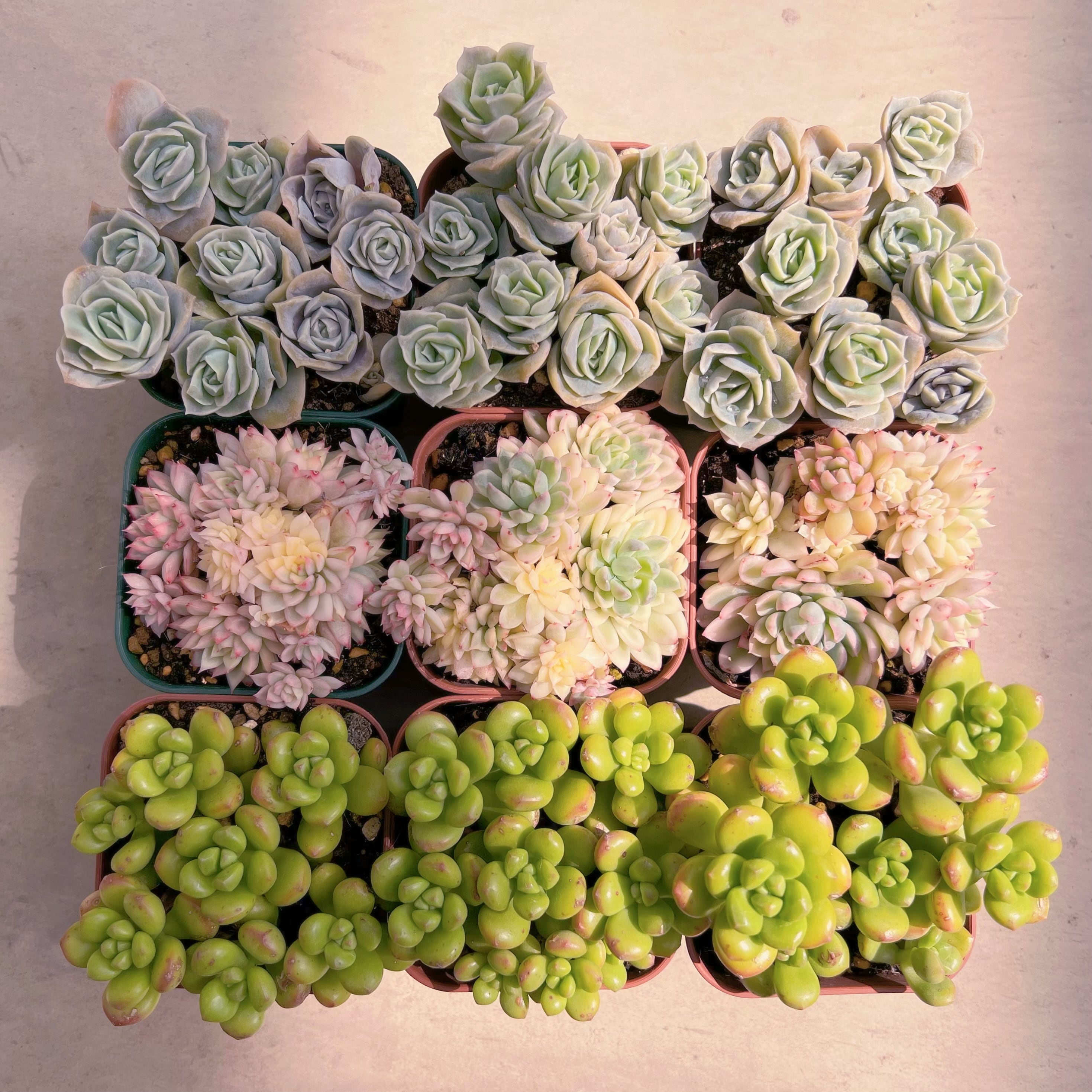 BASE販売会セットB