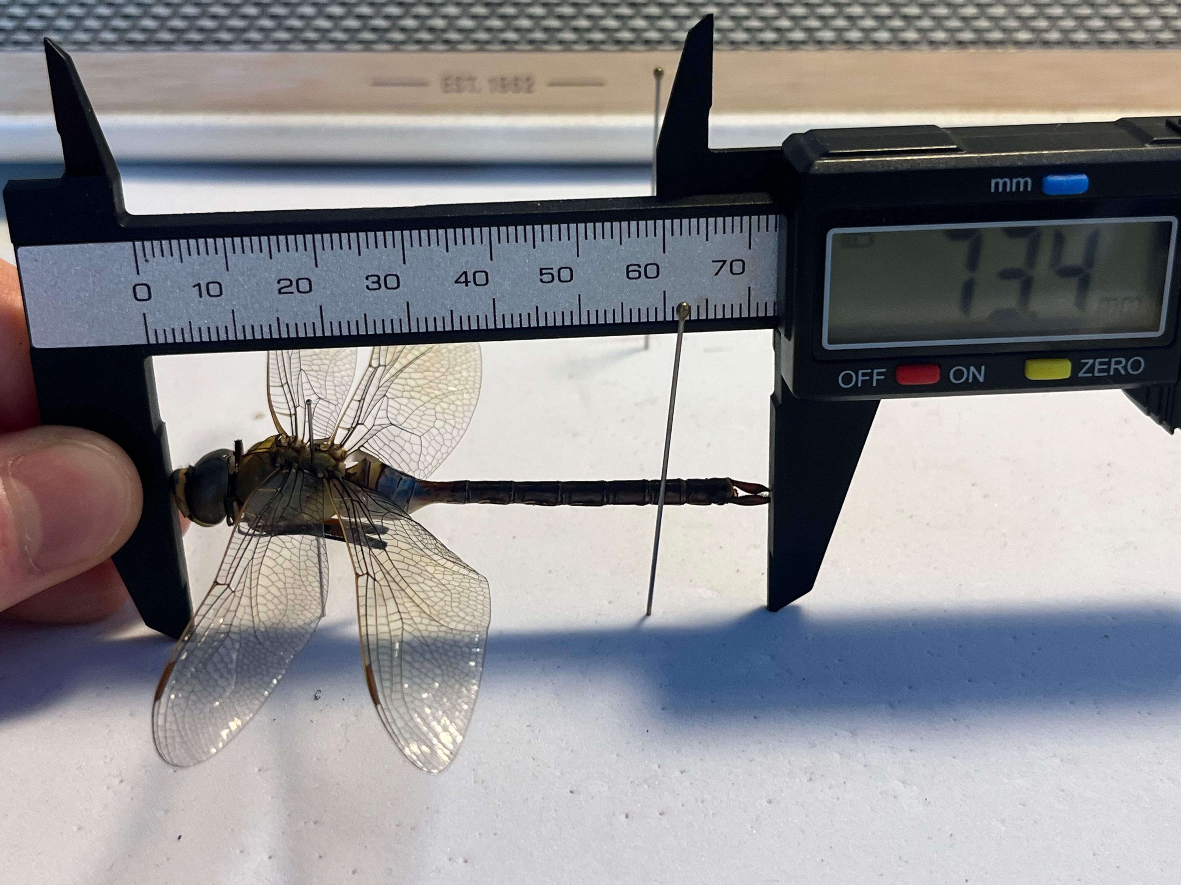 ギンヤンマ 昆虫標本ヘビトンボカマキリマンティス トンボ オニヤンマ