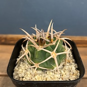 サボテン ギムノカリキュウム フェロシオール【276】