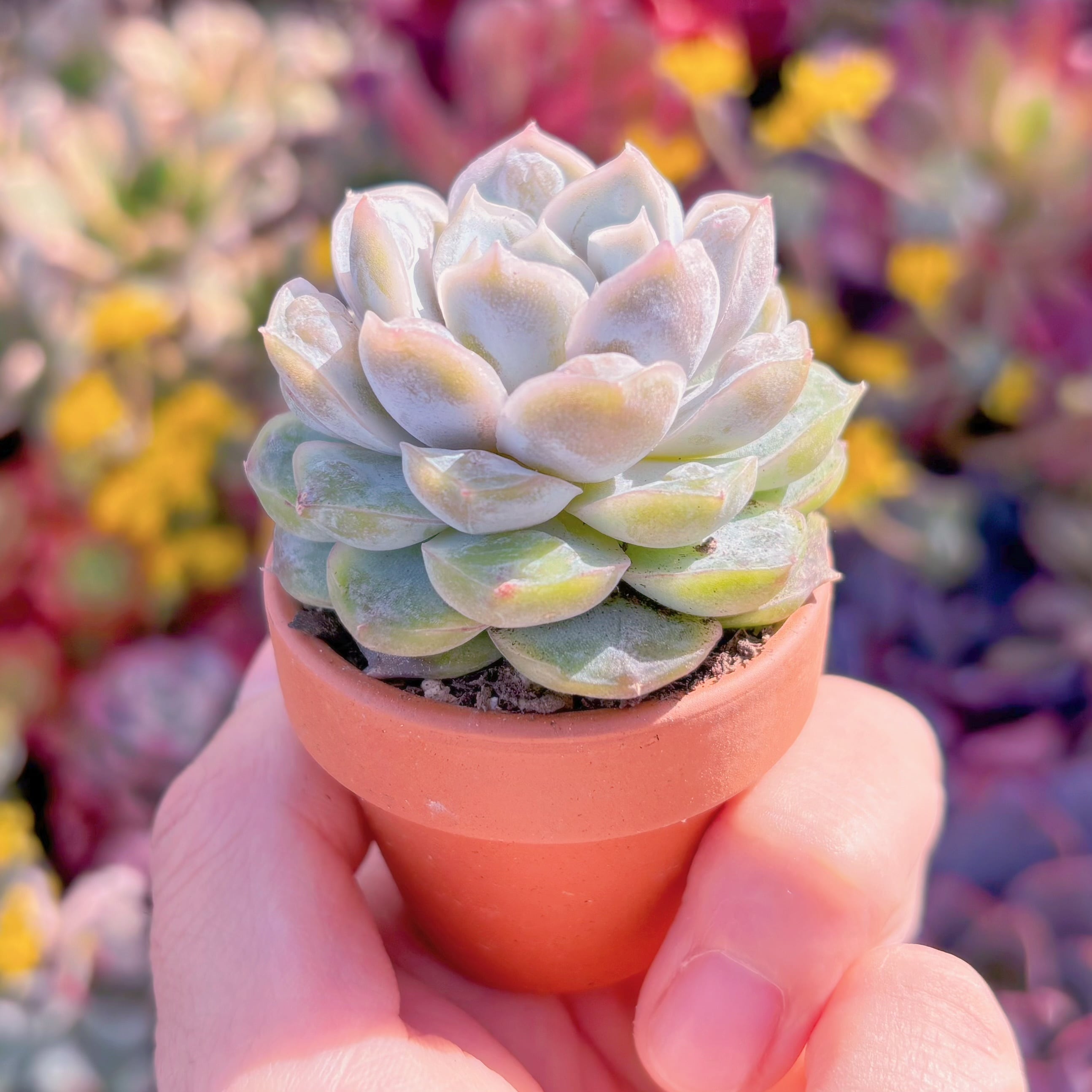 多肉植物 新品種 白磁瘤(はくじこぶ) 在庫僅少 新入荷 るる農園 | るる