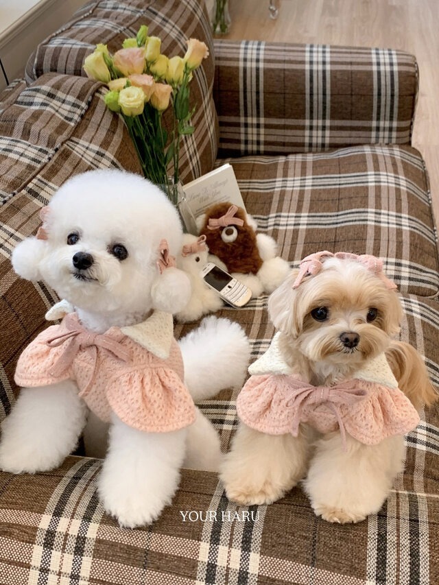 即納販売　Teddy Bear Knit（pink）　テディベア ニット 　韓国犬服your haru　