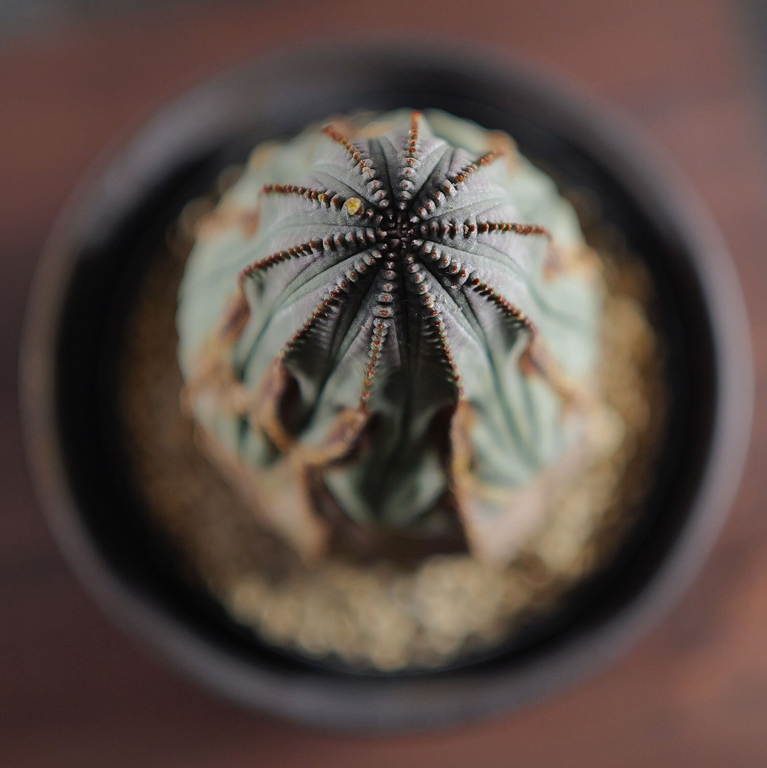 オス株 ひょうたん型 マウンテン 捻じれ オベサ / ユーフォルビア