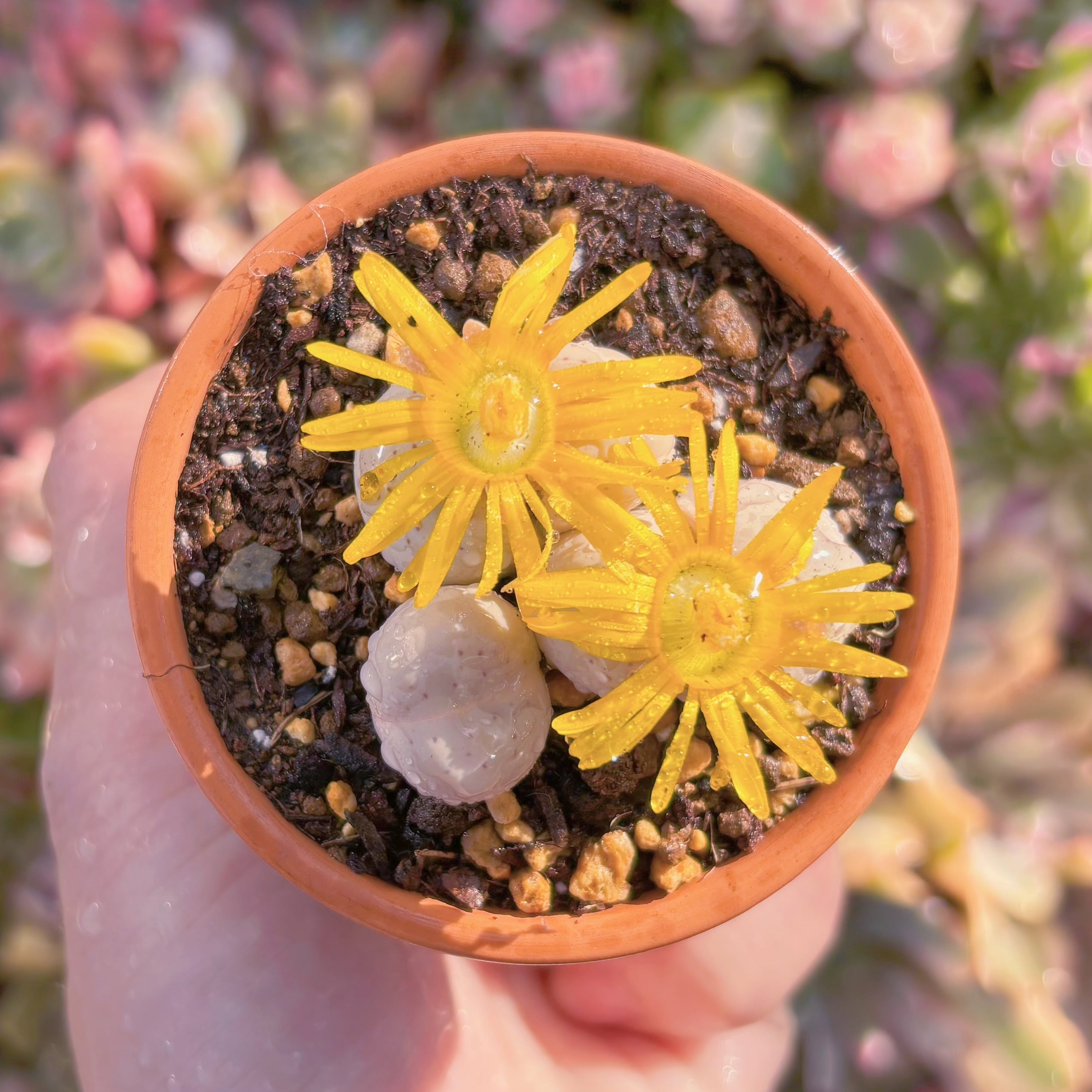 現品　メセン　綾耀玉#C60　るる農園