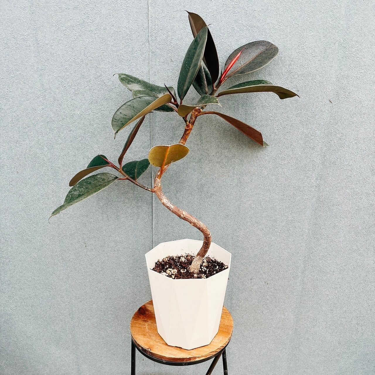 ［現品］50番　カシワバゴムノキ　フィカスリラータ　曲がり　7号　観葉植物　室内 現品］50番 カシワバゴムノキ フィカス リラータ 曲がり 7号 観葉植物