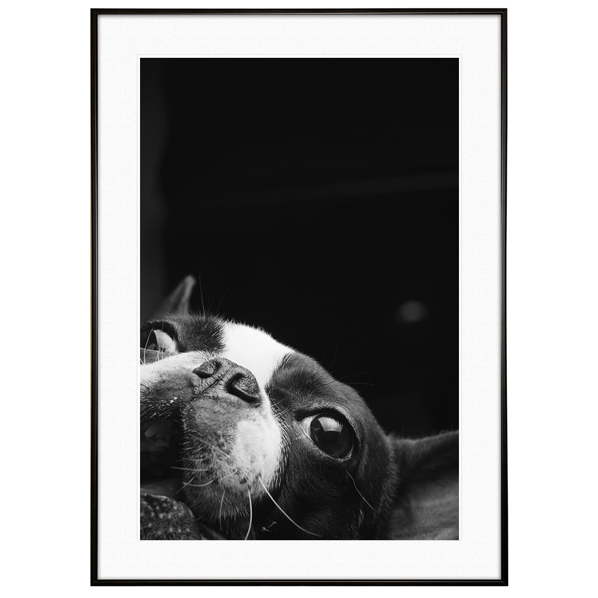 額装「忠犬」Dogs are very loyal 【公式通販】