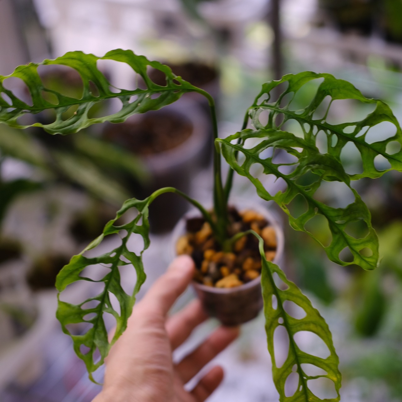 【実生】モンステラ オブリクア ペルー / Monstera Obliqua Peru⑪ / 観葉植物