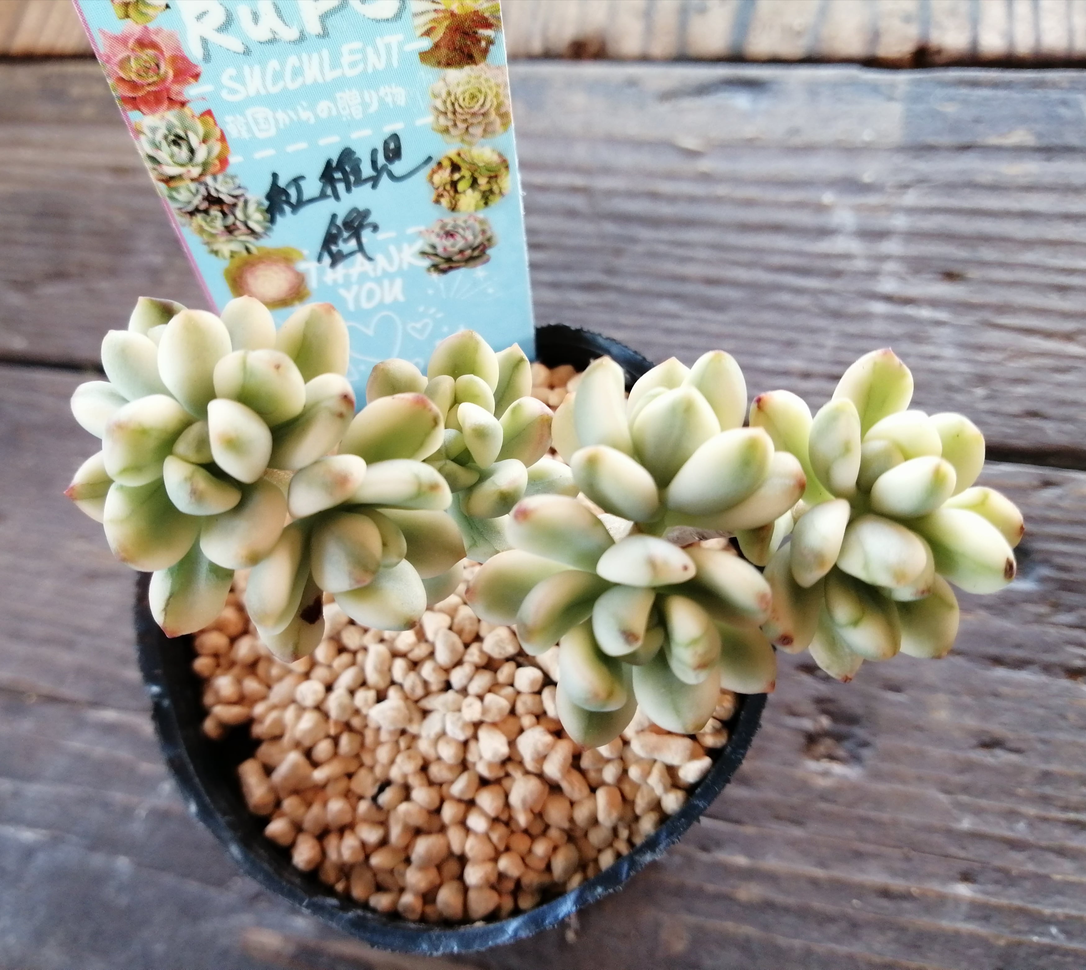 紅稚児錦 | RuPo 多肉植物専門店