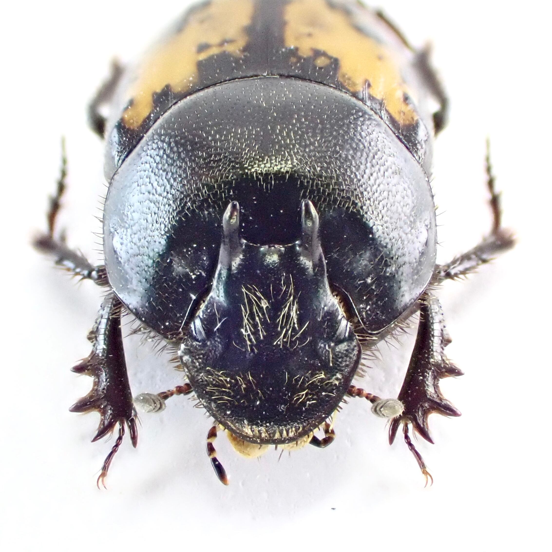 ウズベキスタン産 Onthophagus pygargus ♂♀ 10mm/9mm | 昆虫標本