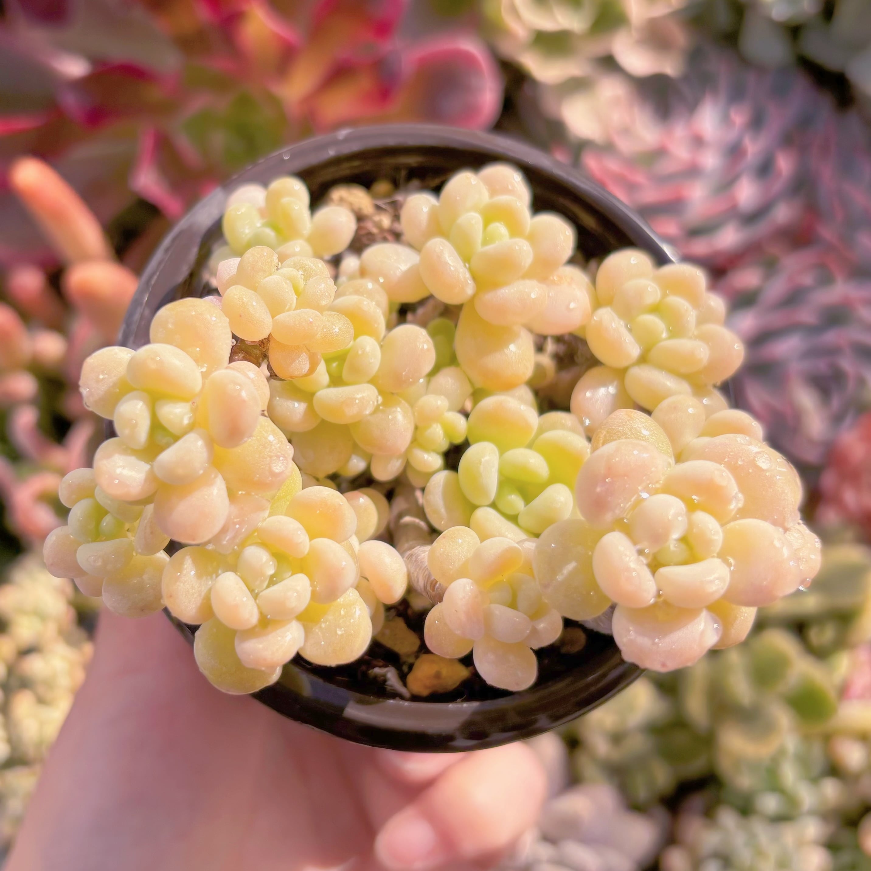 現品　ストロベリーミルク#2005　群生　るる農園