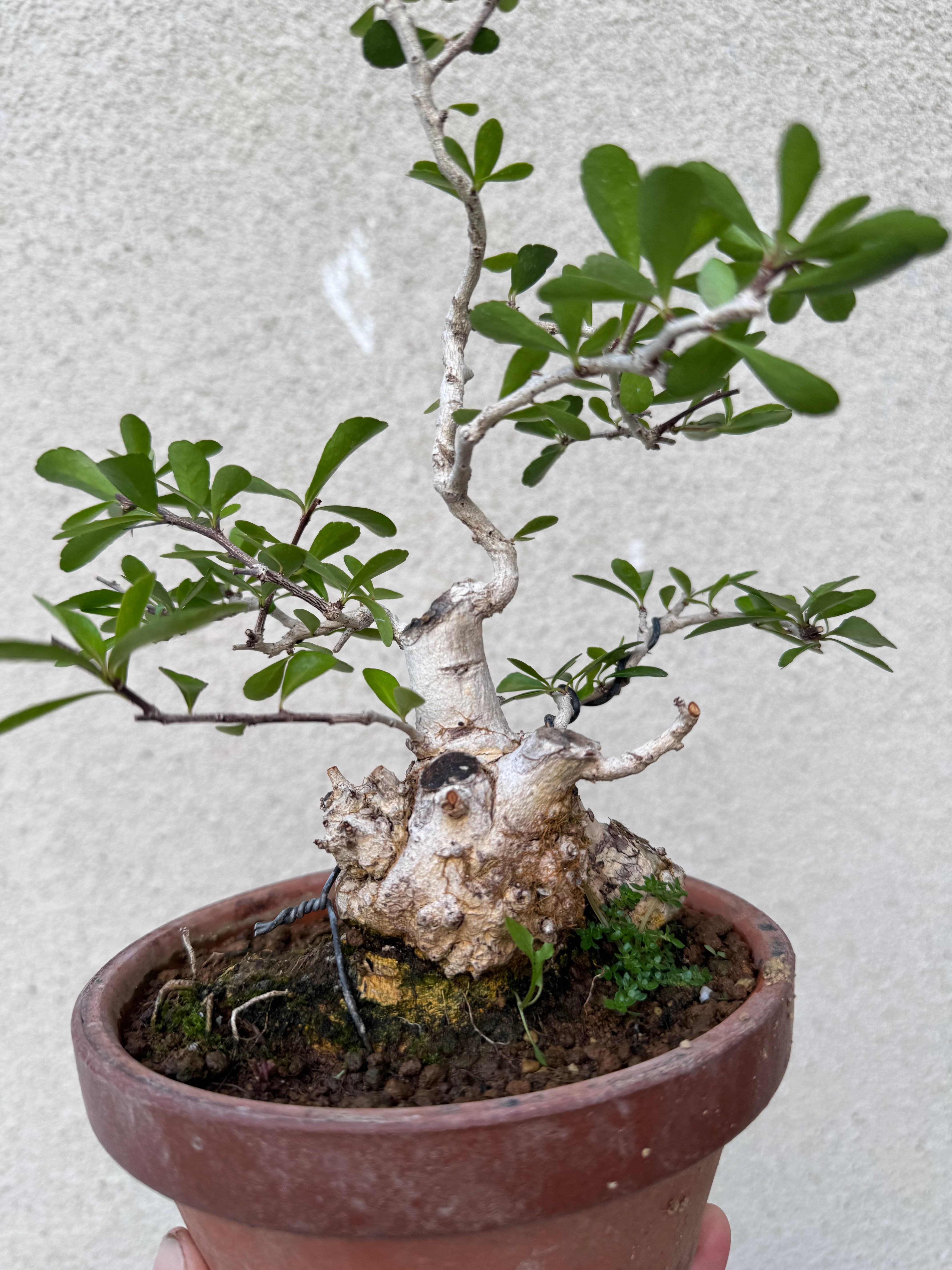 琉球盆栽】ハリツルマサキ【小型の良品】 | 青坊主-aobouzu-