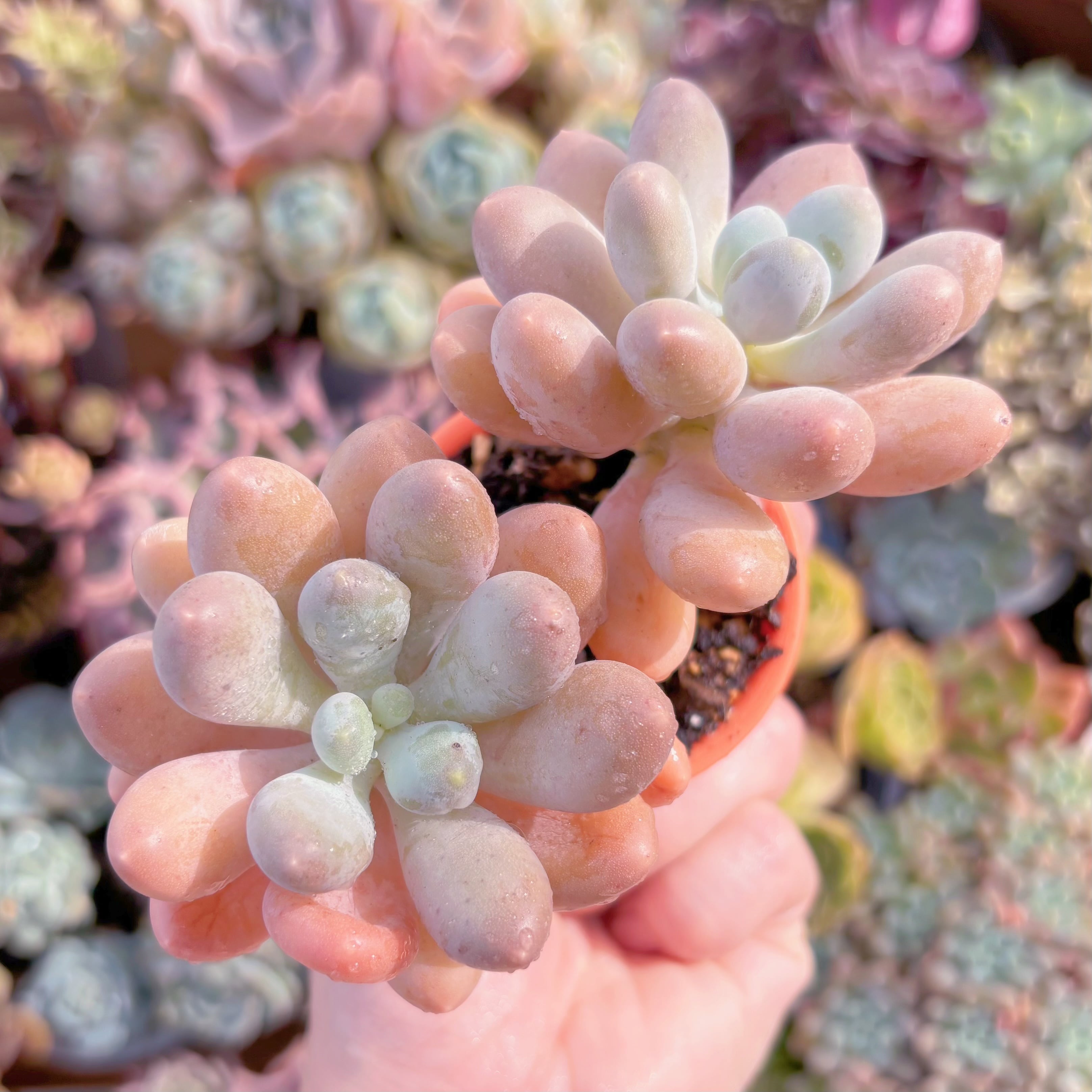 多肉植物　湯園チーズ　群生　新入荷　るる農園