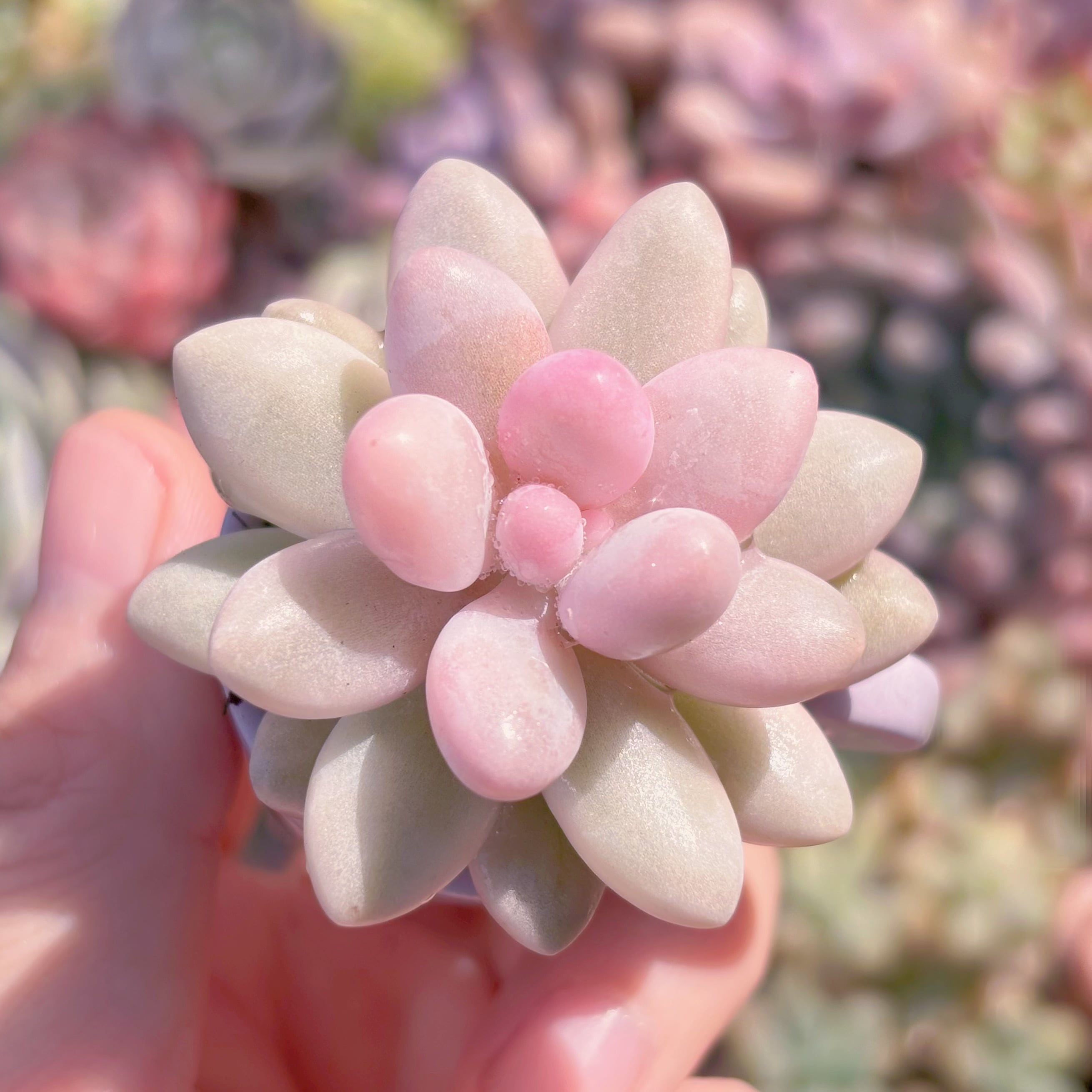 多肉植物　湯園錦　新入荷　るる農園