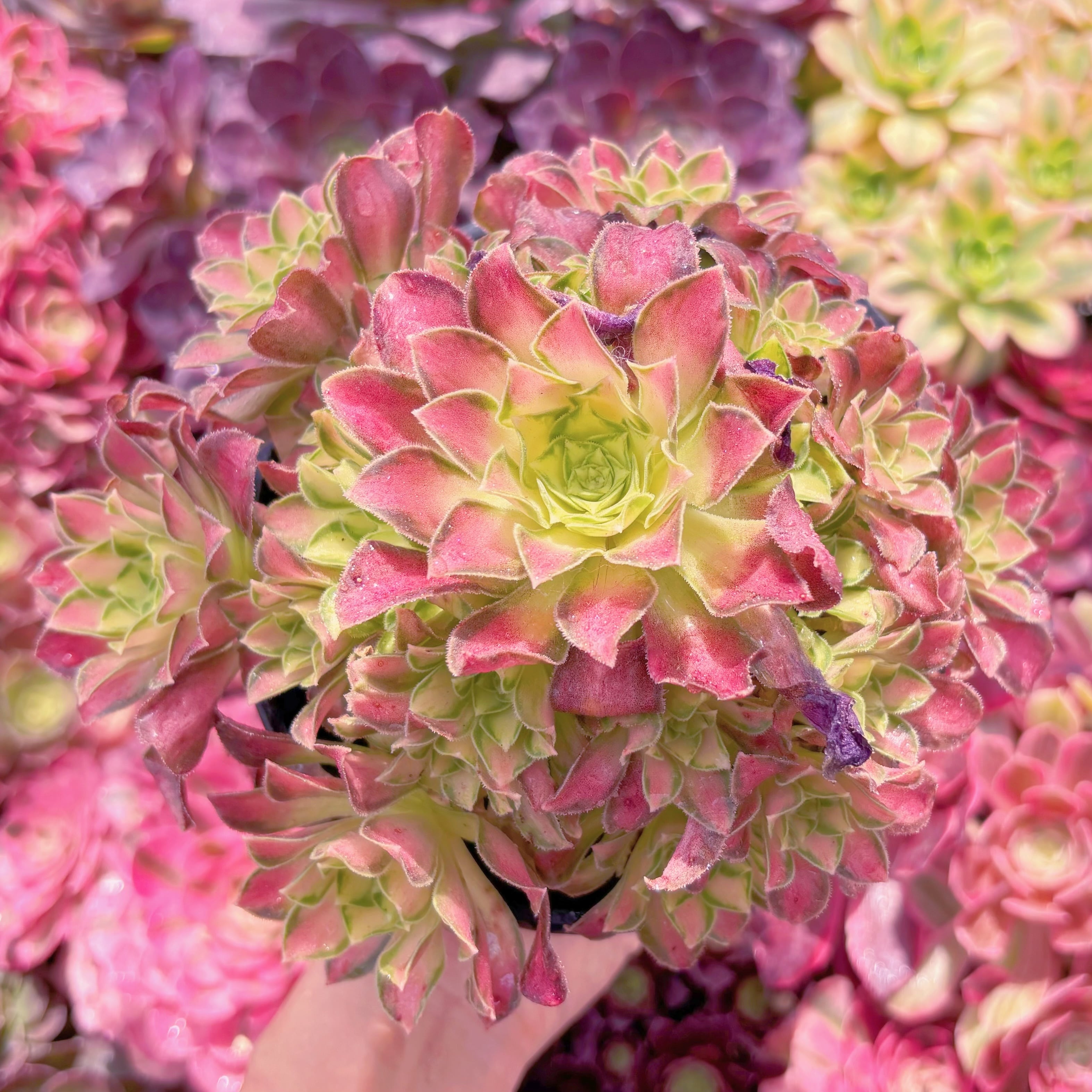 現品　パラダイス錦#A02　群生　るる農園