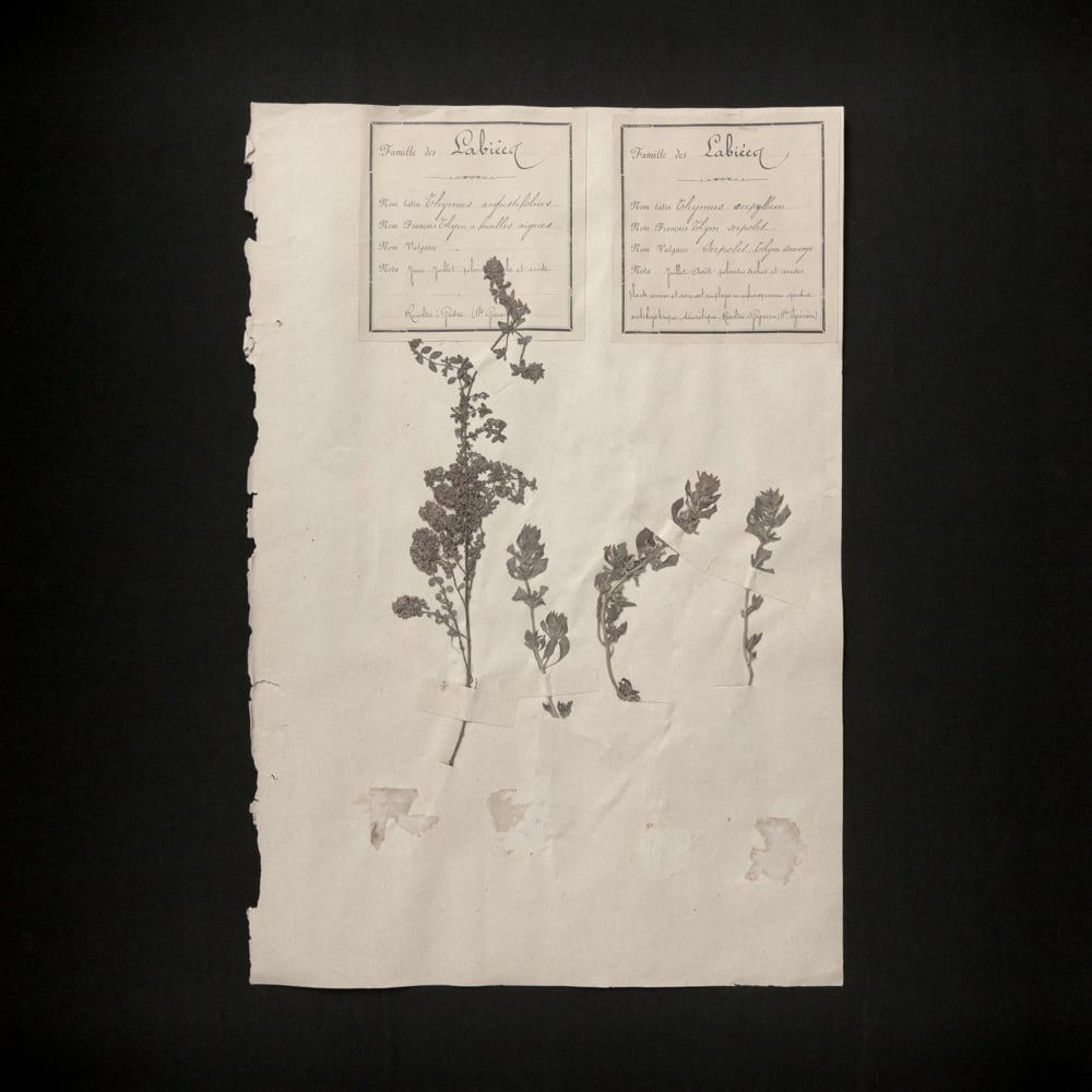 美品 掛け軸 高橋新三郎作 東大寺図 共箱 太巻き付 京都 風景画 美品 掛け軸 高橋新三郎作 東大寺図 共箱 太巻き付 京都 風景画