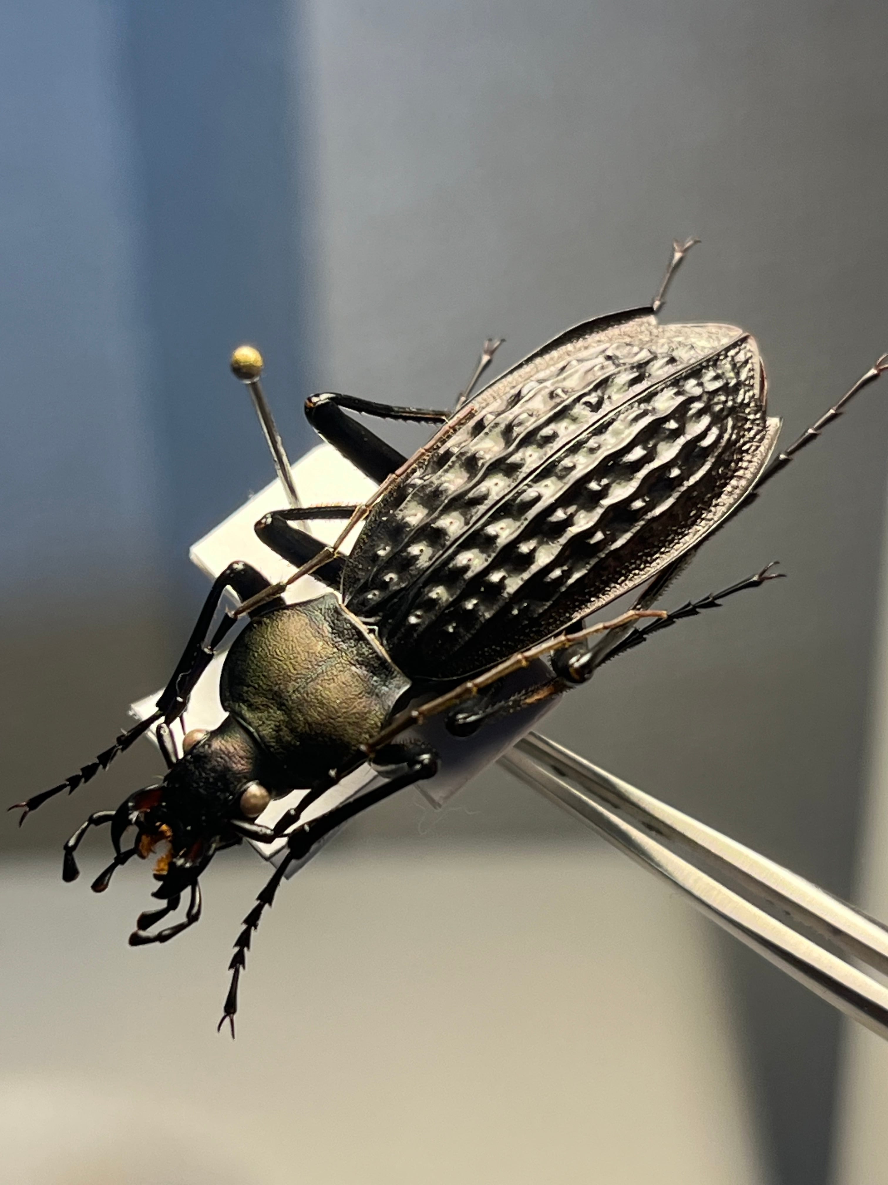 毒刺甲虫】サソリカミキリ 昆虫標本 Onychocerus scorpio ウスバ