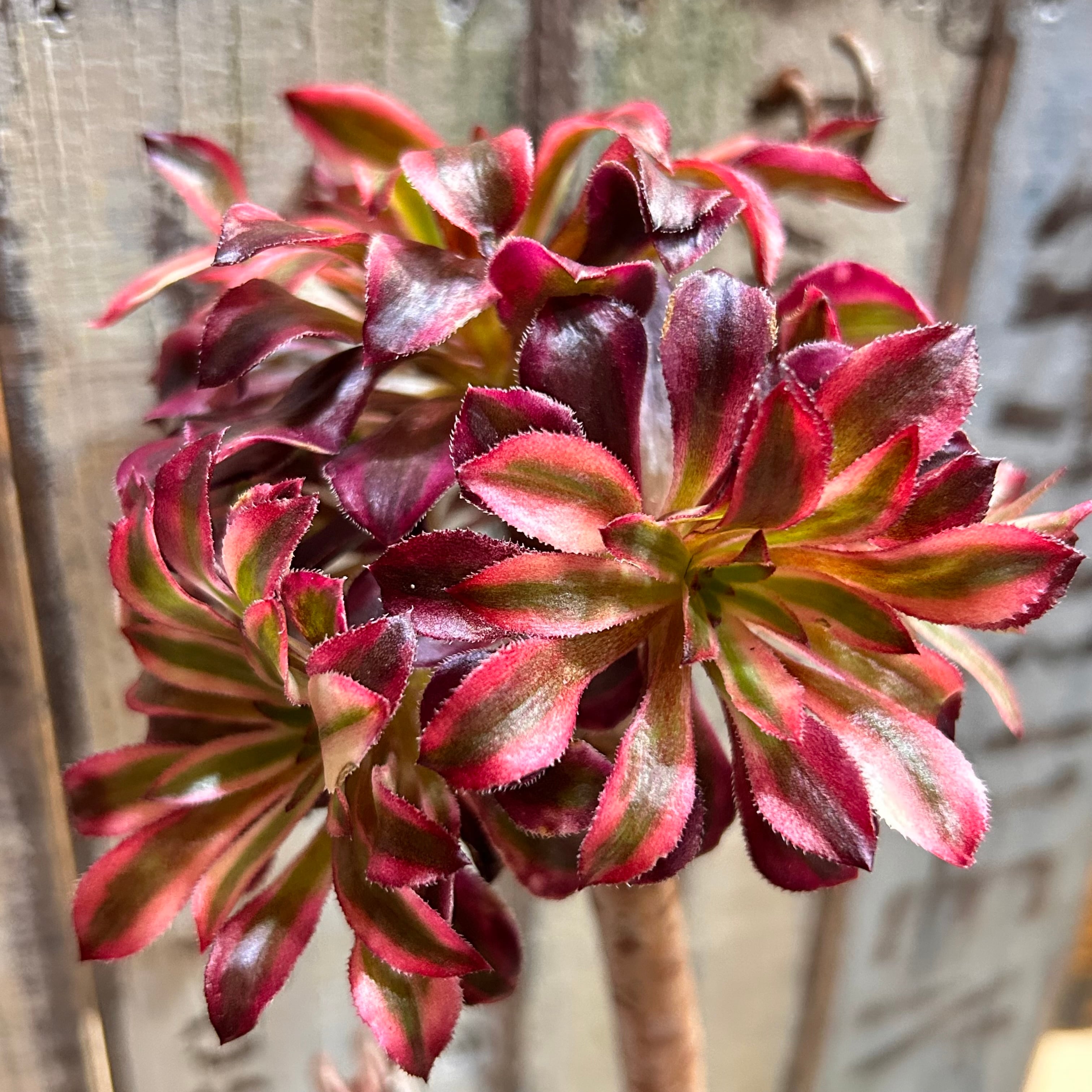 アエオニウム | RuPo 多肉植物専門店