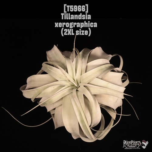 Tillandsia xerographica 2XL〔ティランジア〕T5966