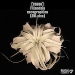 Tillandsia xerographica 2XL〔ティランジア〕T5966