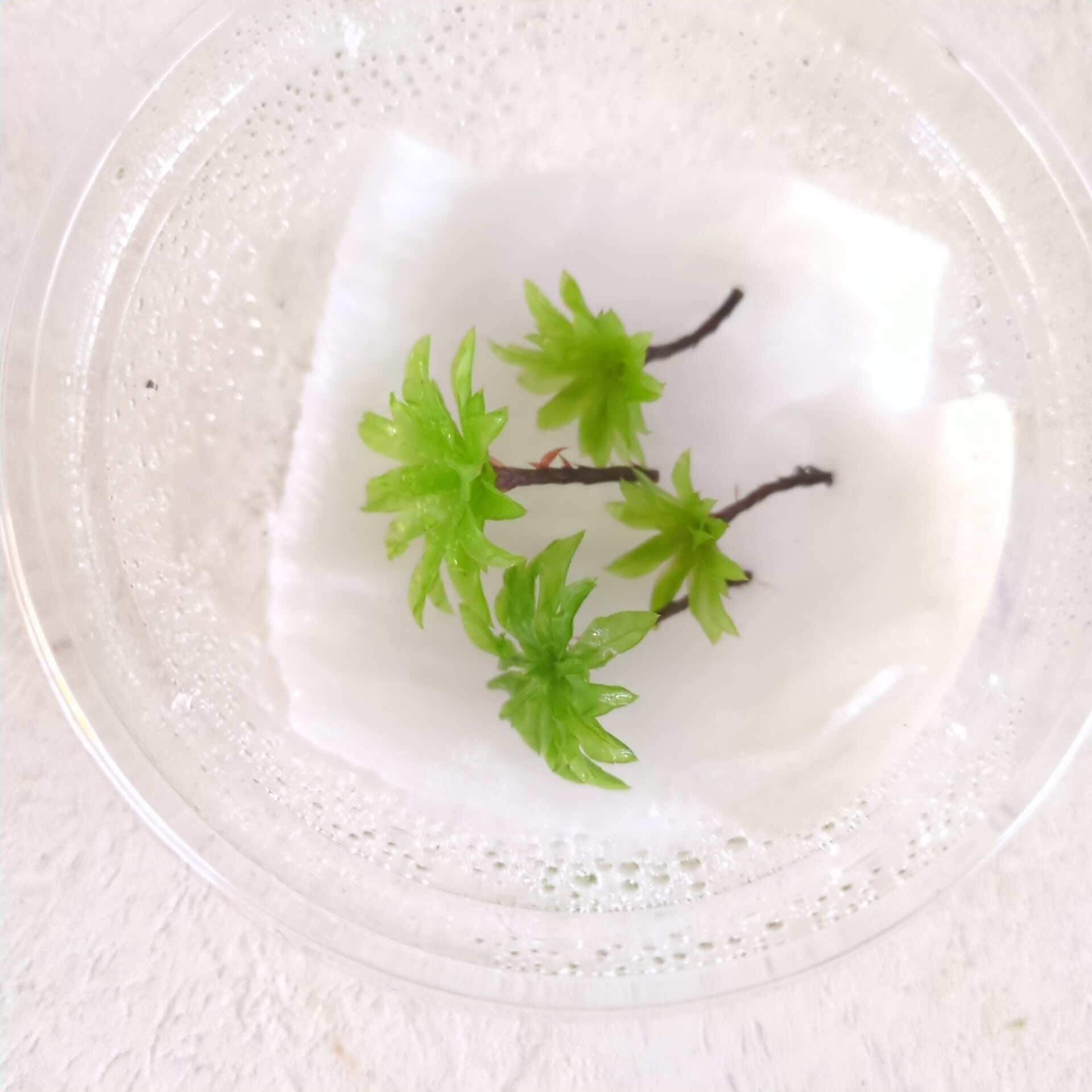カサゴケ 4芽入り｜苔テラリウム作製用素材苔 | 苔テラリウム専門