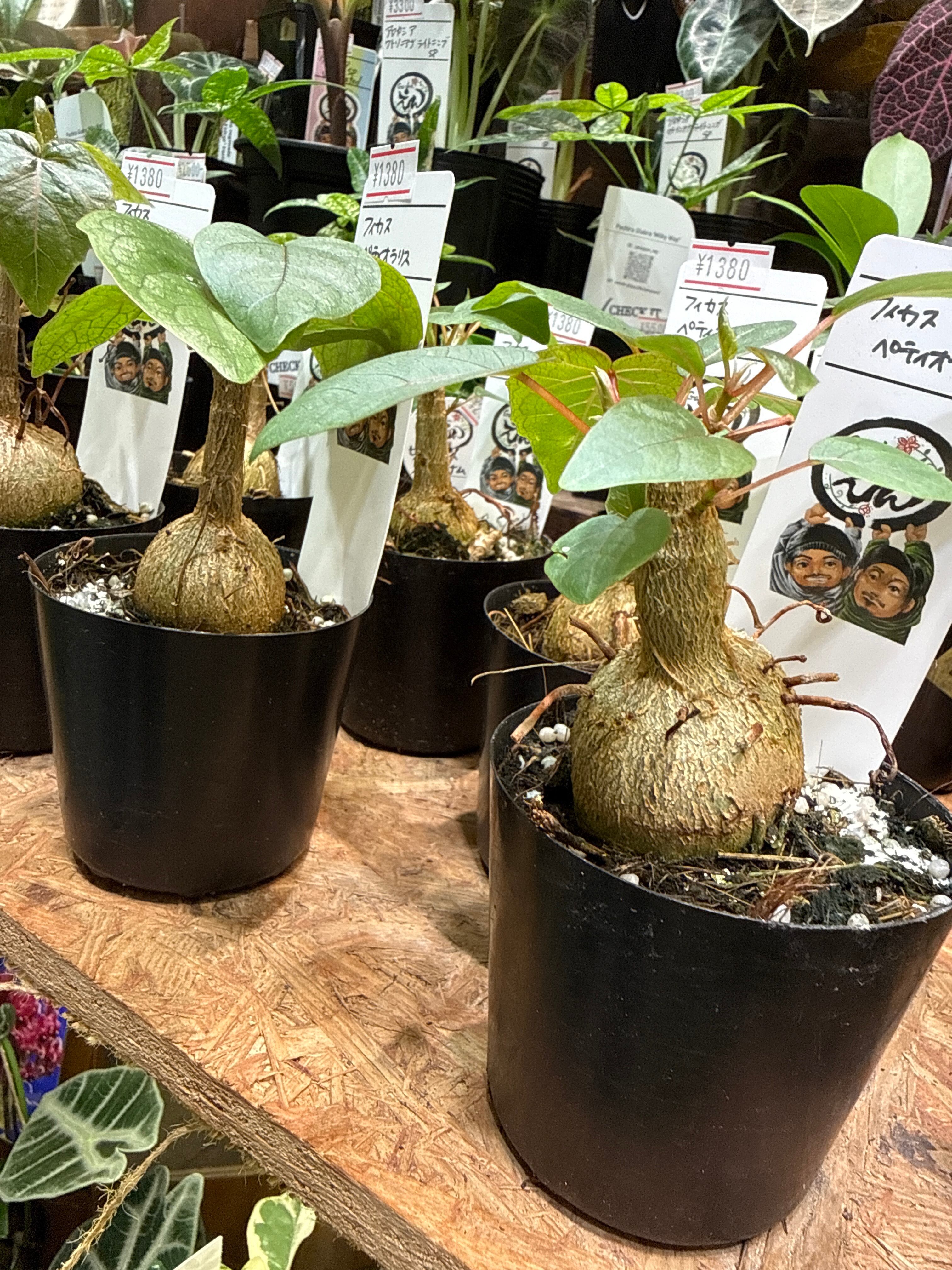 フィカス ペティオラリス | Gardenえん 【観葉熱帯植物】