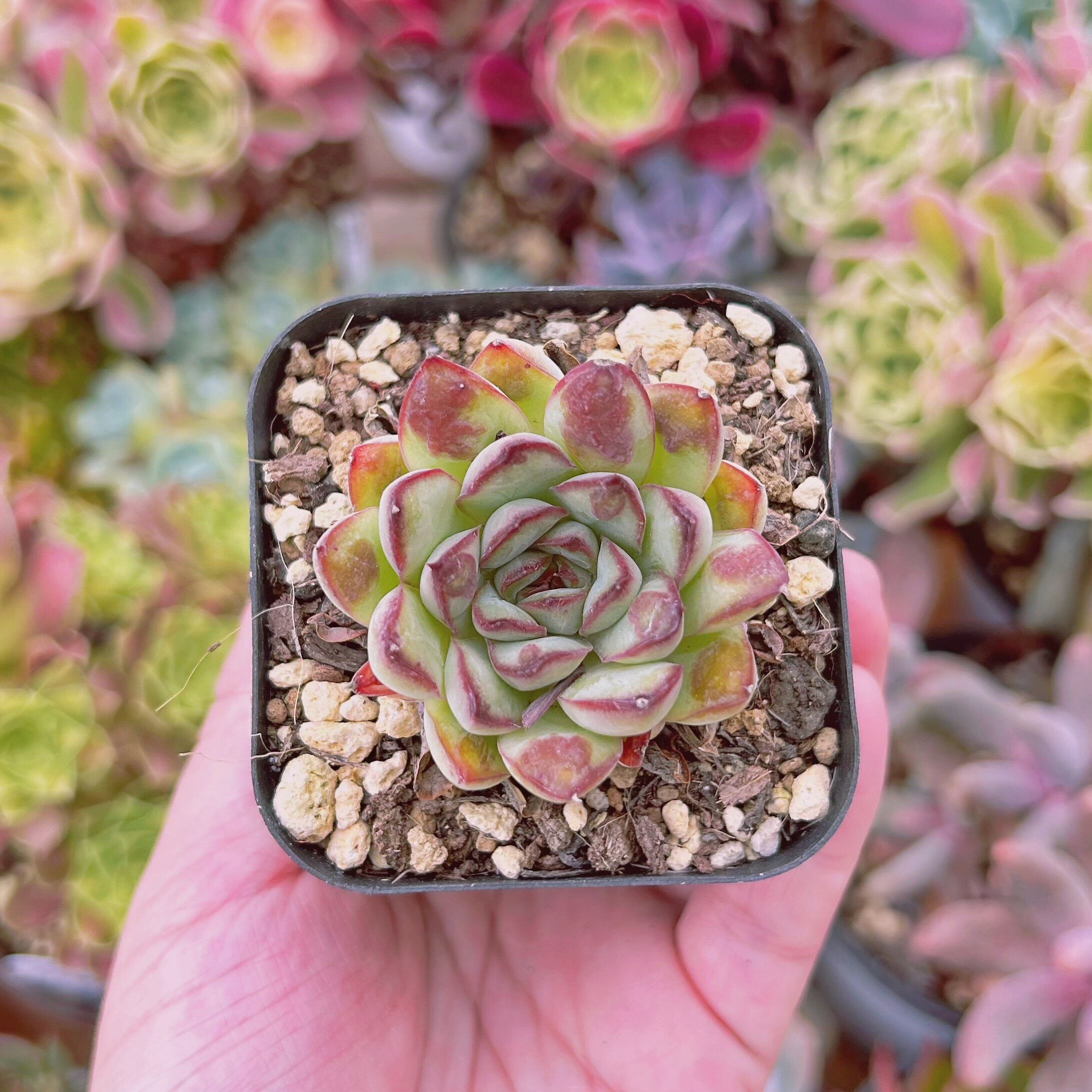 現物　多肉植物　コブポルデンシス　抜き苗