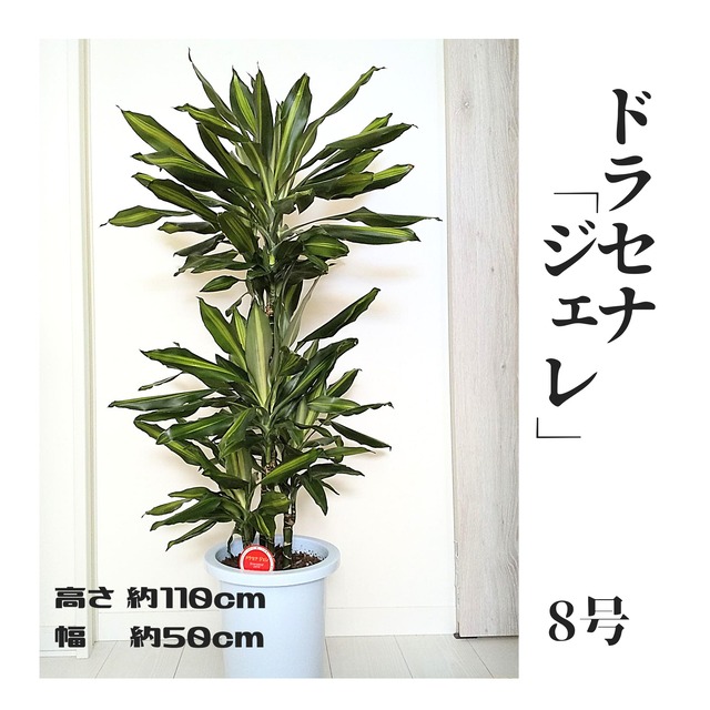 観葉植物 ドラセナ ジェレ ８号鉢 札幌市北区太平のお花屋さん花だより 札幌市内配達いたします 札幌 花屋 花だより 札幌市北区のお花屋さん