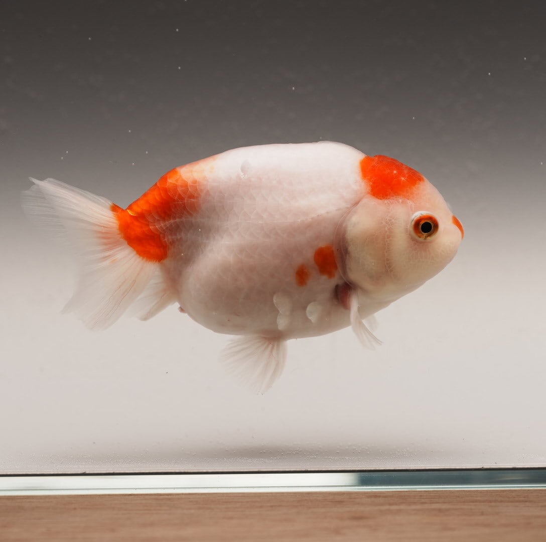 極光金魚展
