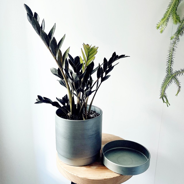 妖艶 クール ザミオクルカス ダークザミクロ アイアンポット calm cafe