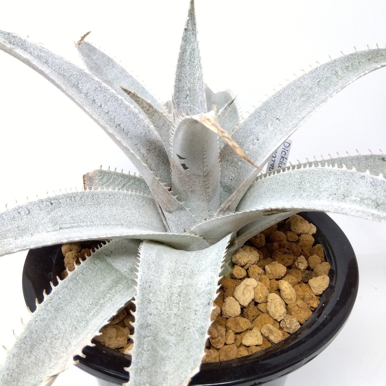 ディッキア　マルニエルラポストレイ　大株　【625】