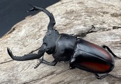 【WF4】《海南シカクワガタ 50mm ペア》