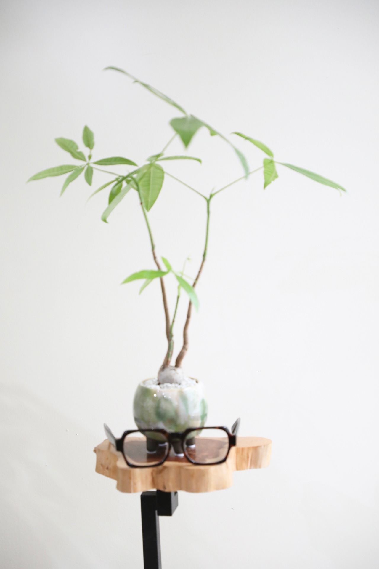 【M】パキラ/Pachira ※陶器鉢付き