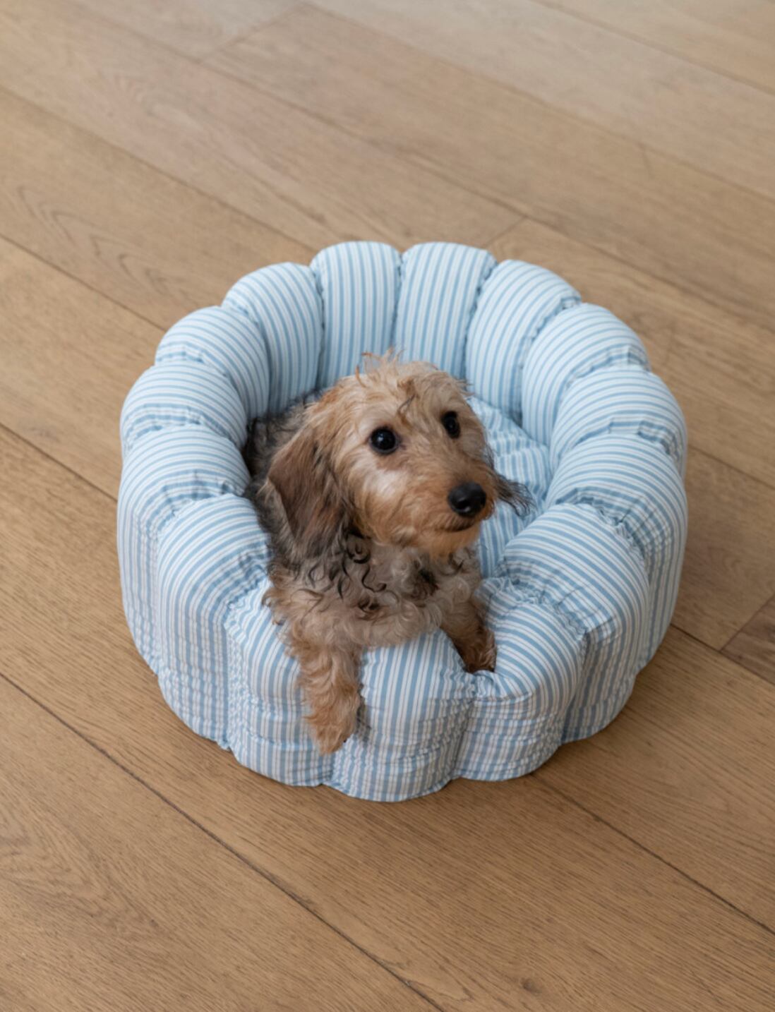 予約【azalea】New Stripe Canelé Cushion (Blue)