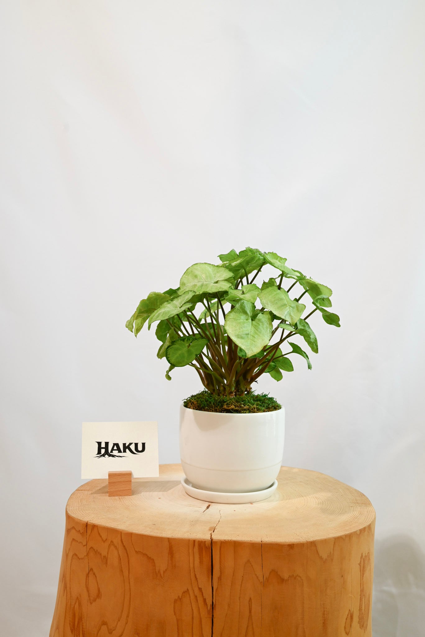 シンゴニウム