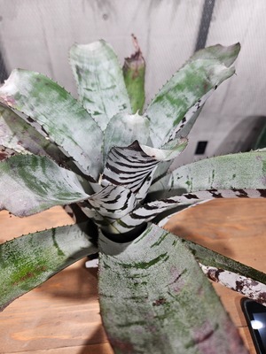 Aechmea  chantinii  Black  Ice 【artPLANTs/PLANTS GARAGE 】エクメア/タンクブロメリア