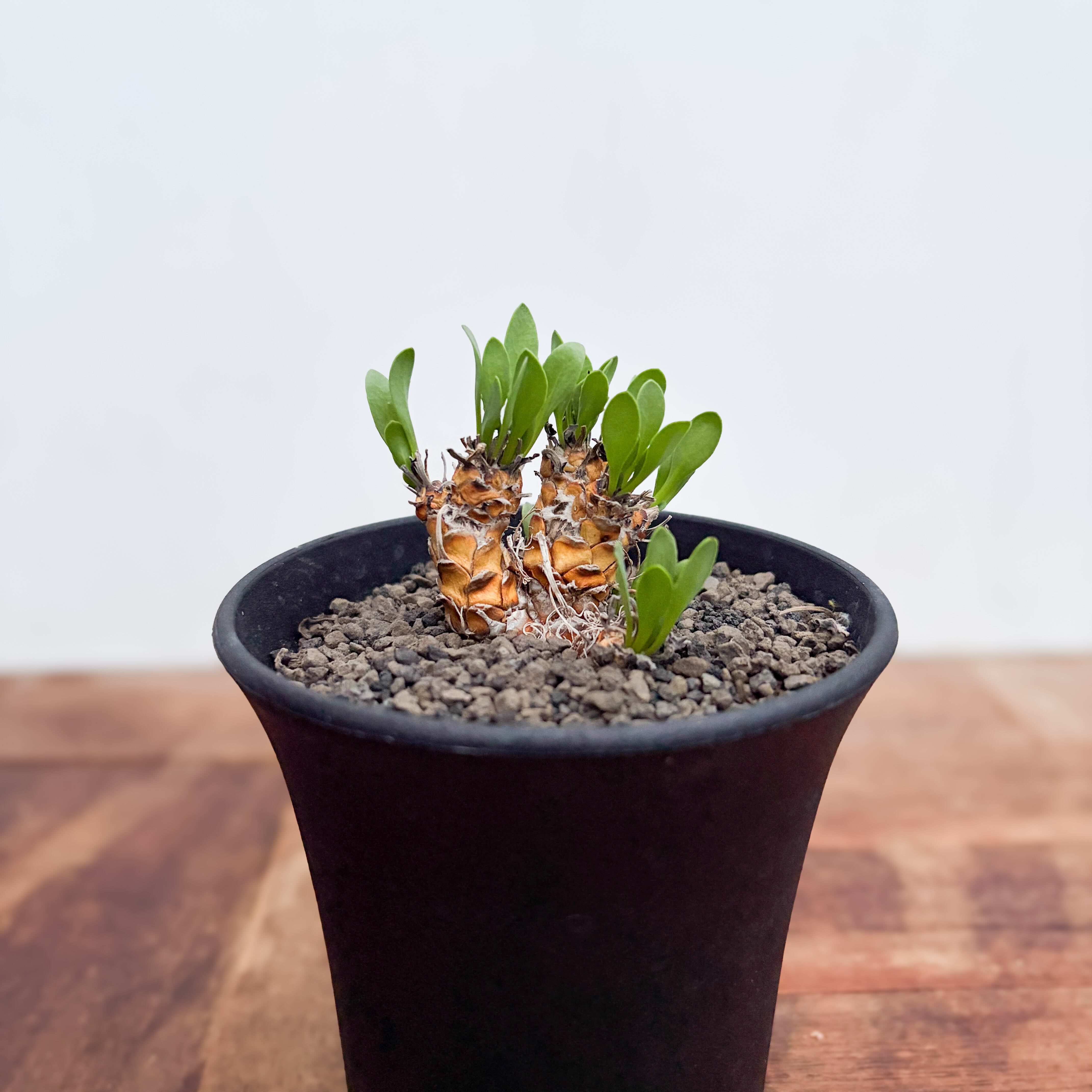 Fouquieria fasciculata【フォークイエリア・ファシクラータ・実生