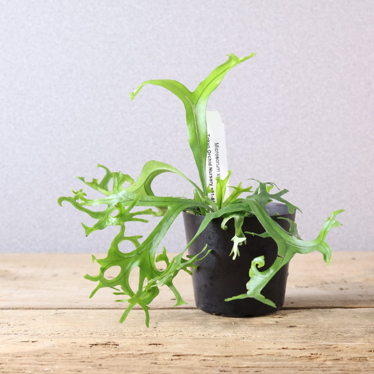 410 弾ける花火『ミクロソラム sp 'Fireworks'』観葉植物 【送料無料