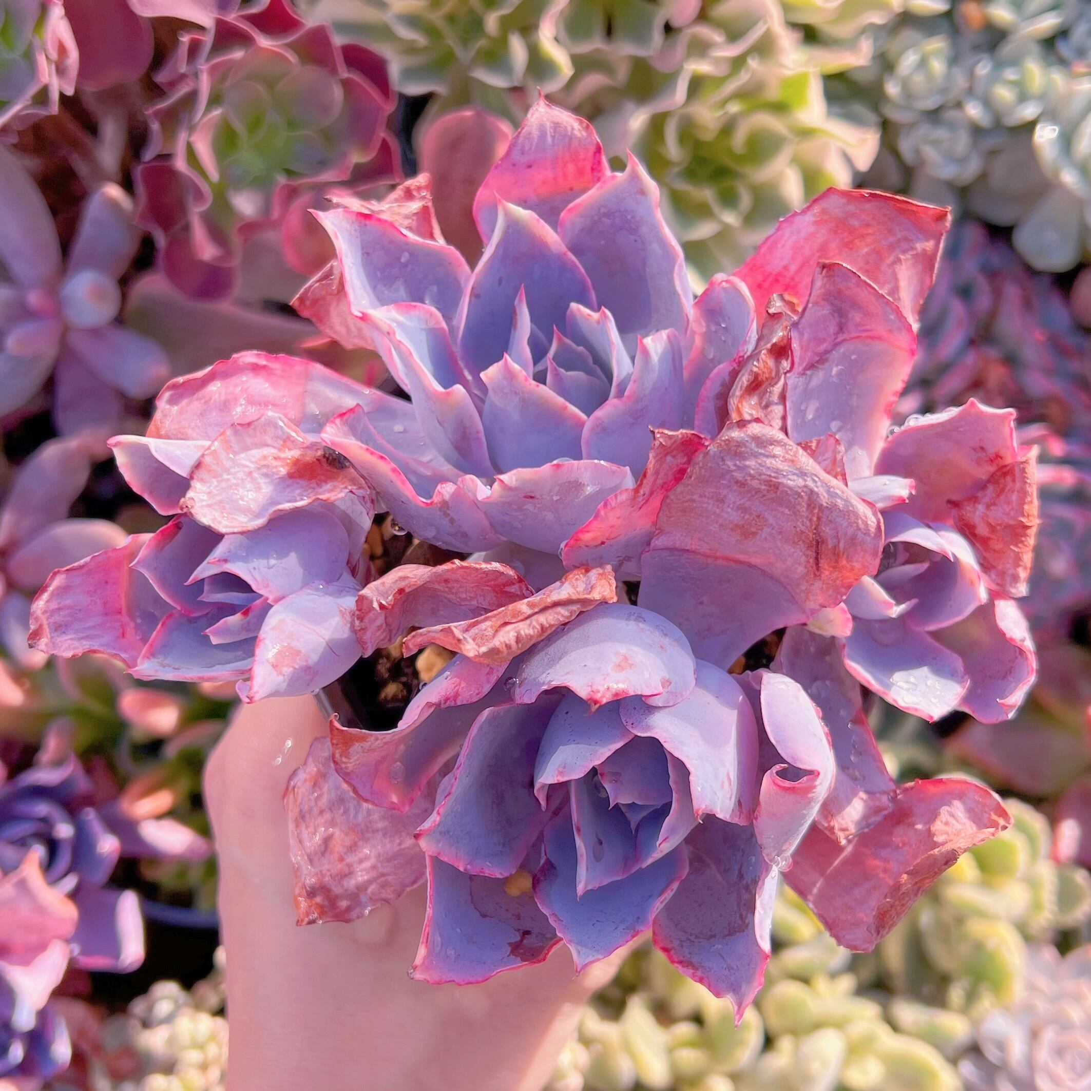 現品　アフターグロー#227   大群生　新入荷