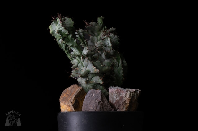 Habitat Style Euphorbia horrida f. cristata
