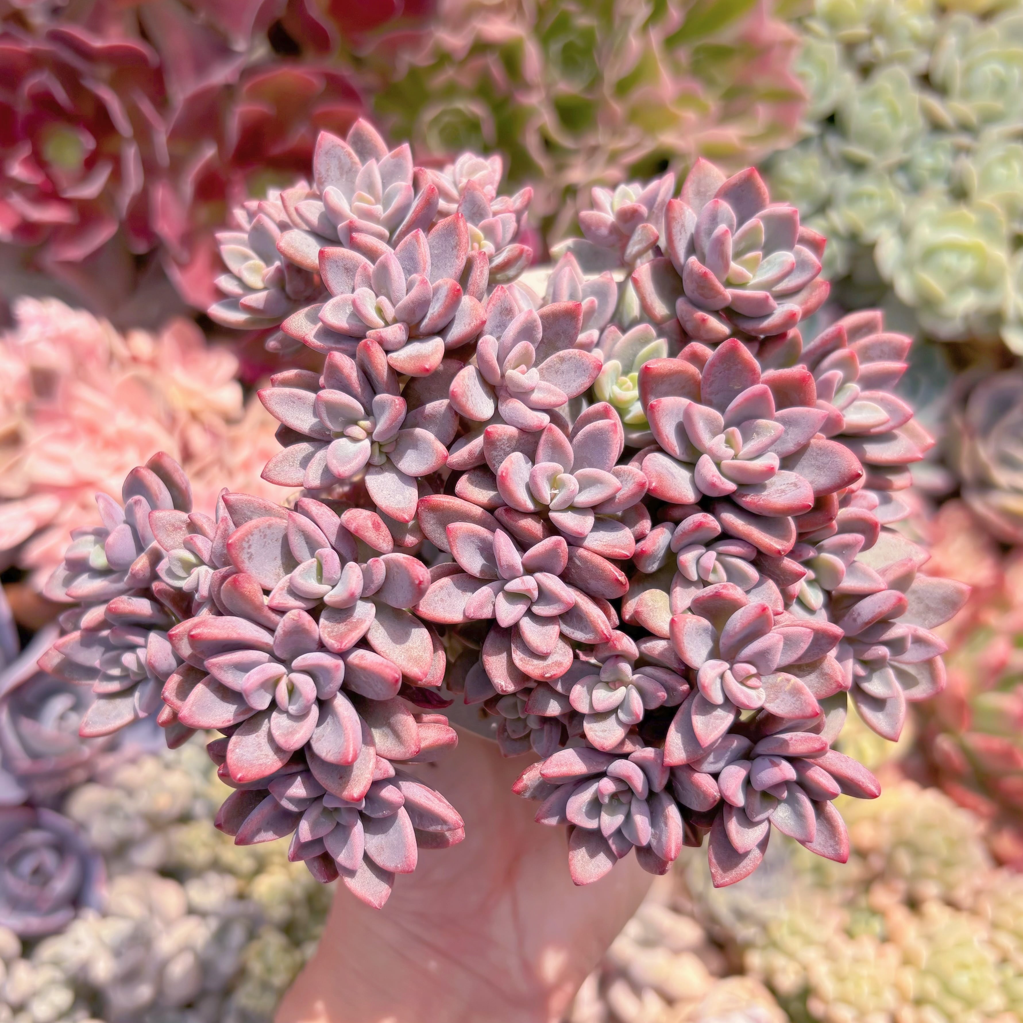 現品　レスリー#A10　大群生　新入荷